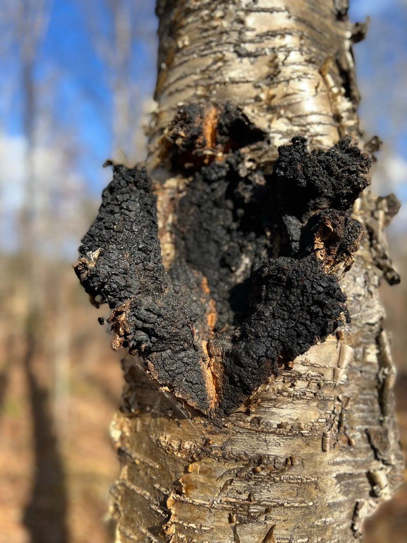 Wild Harvested Maine Chaga
