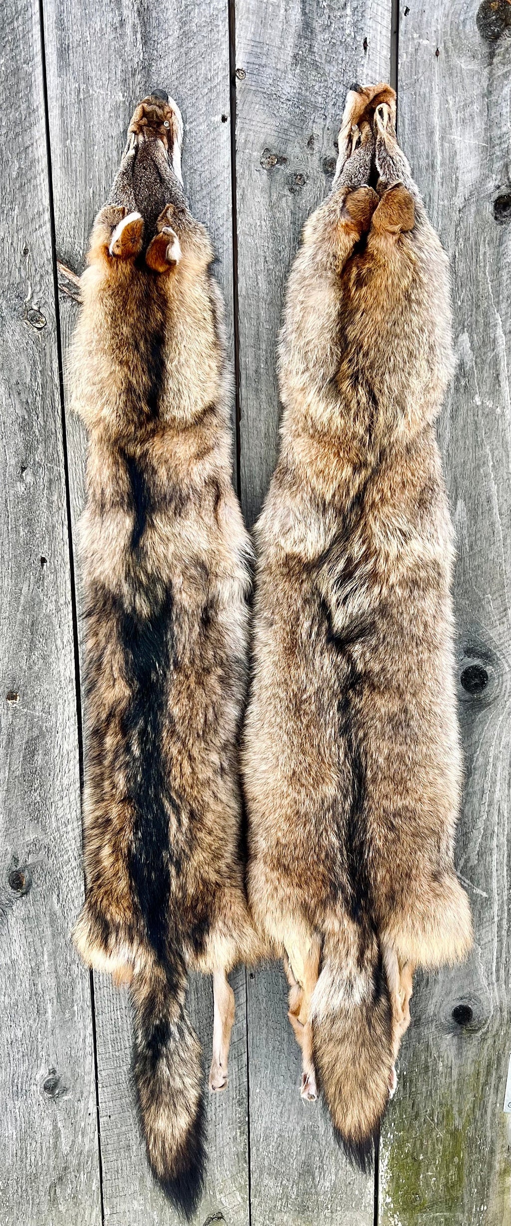 Eastern Coyote Pelt: Prime Wild Fur - Garment Grade, Professionally Soft Tanned