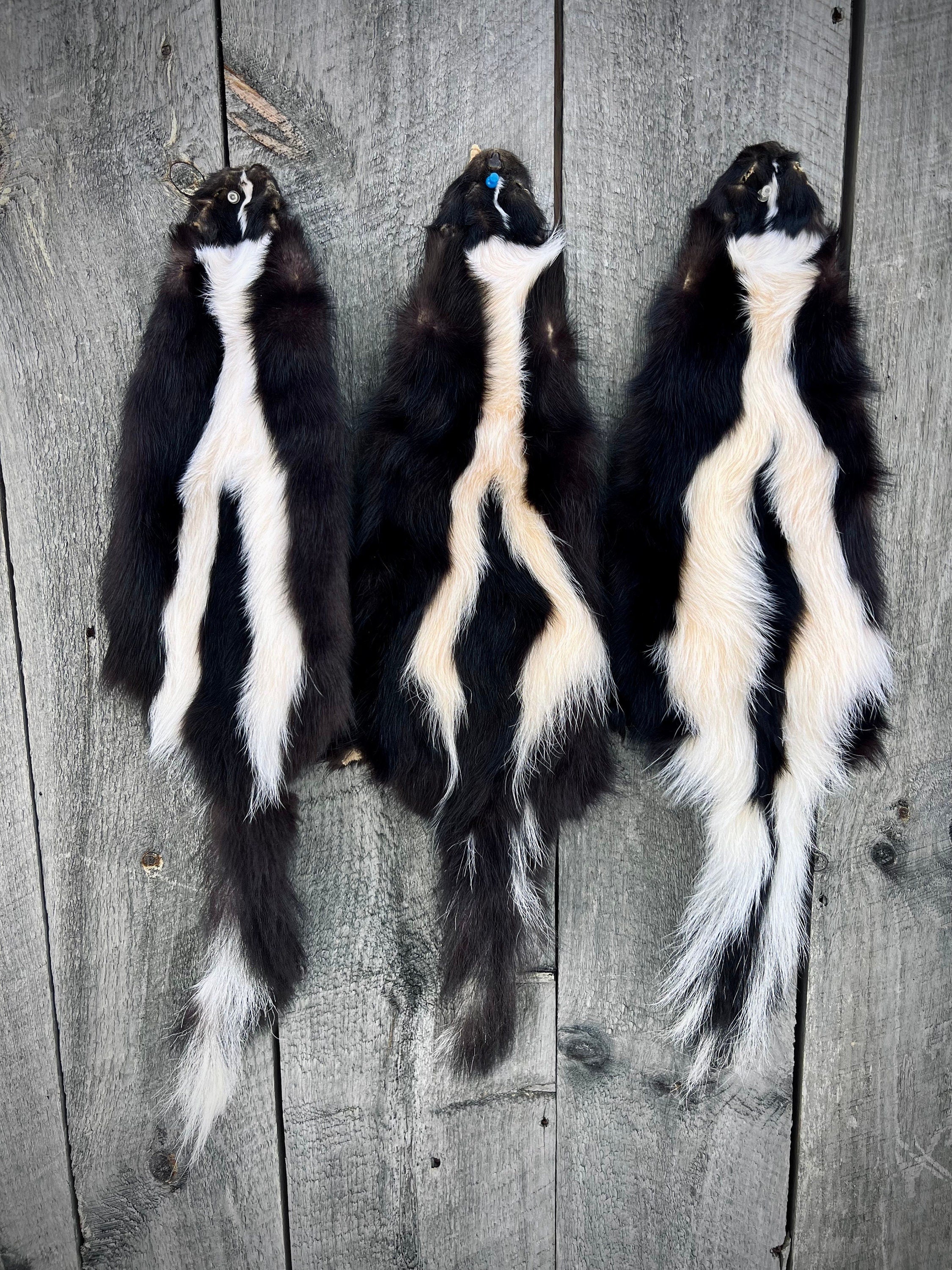 Maine Skunk Pelt, Prime Northern Skunk, Professionally Soft Tanned