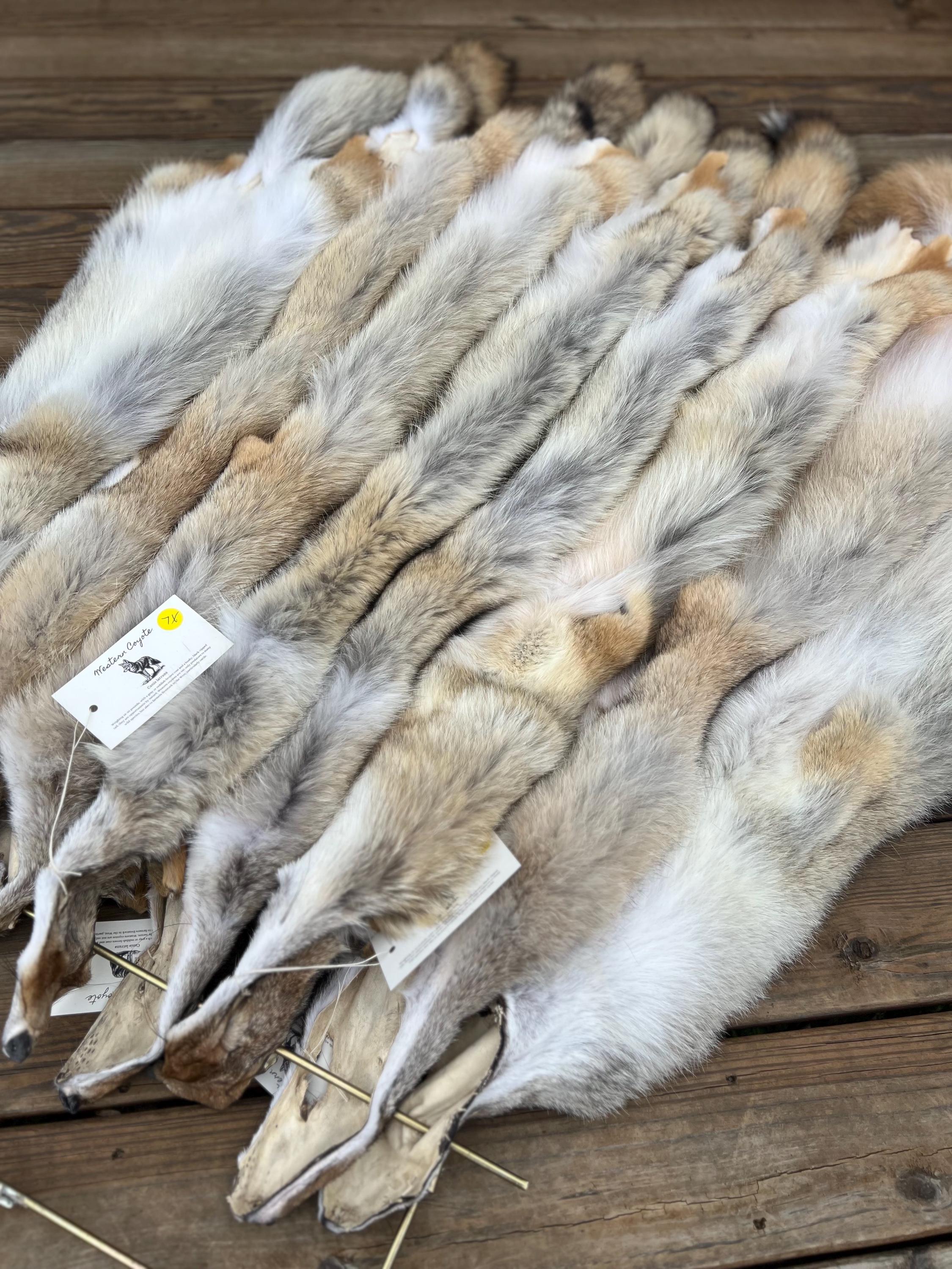 Western Coyote Pelt: Prime Wild Fur, Garment Grade, Professionally Soft Tanned - Limited Edition