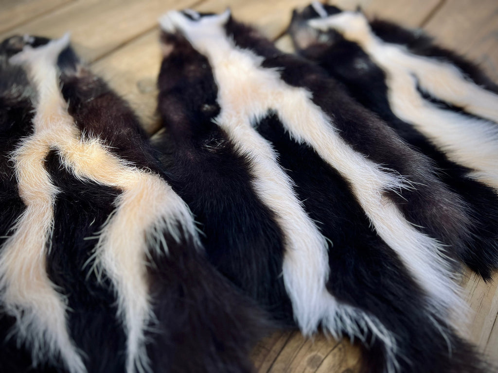 Maine Skunk Pelt, Prime Northern Skunk, Professionally Soft Tanned