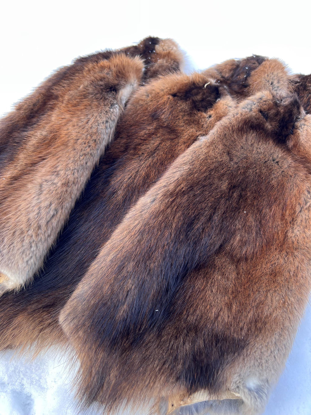 Maine Muskrat Pelt - Prime, Professionally Garment Soft Tanned