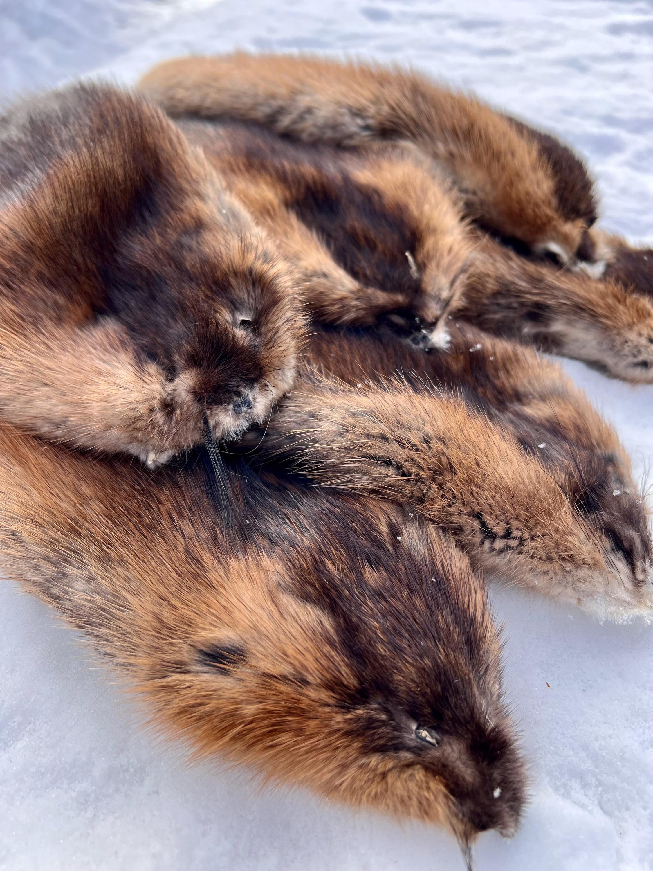 Maine Muskrat Pelt - Prime, Professionally Garment Soft Tanned