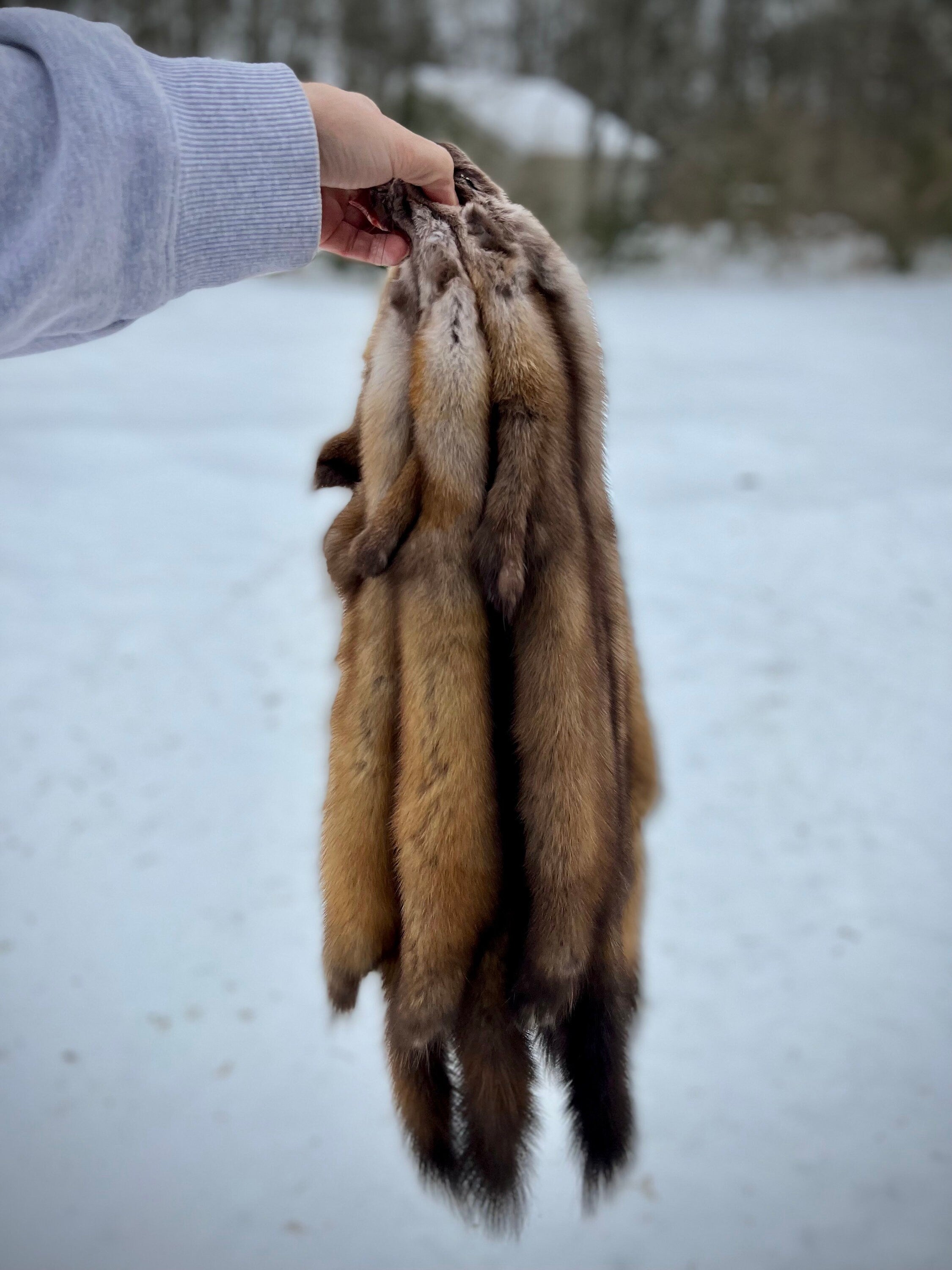 Maine Pine Marten/Sable (Light Color Phase) Pelts - Prime, Northern Maine, Professionally Garment Tanned