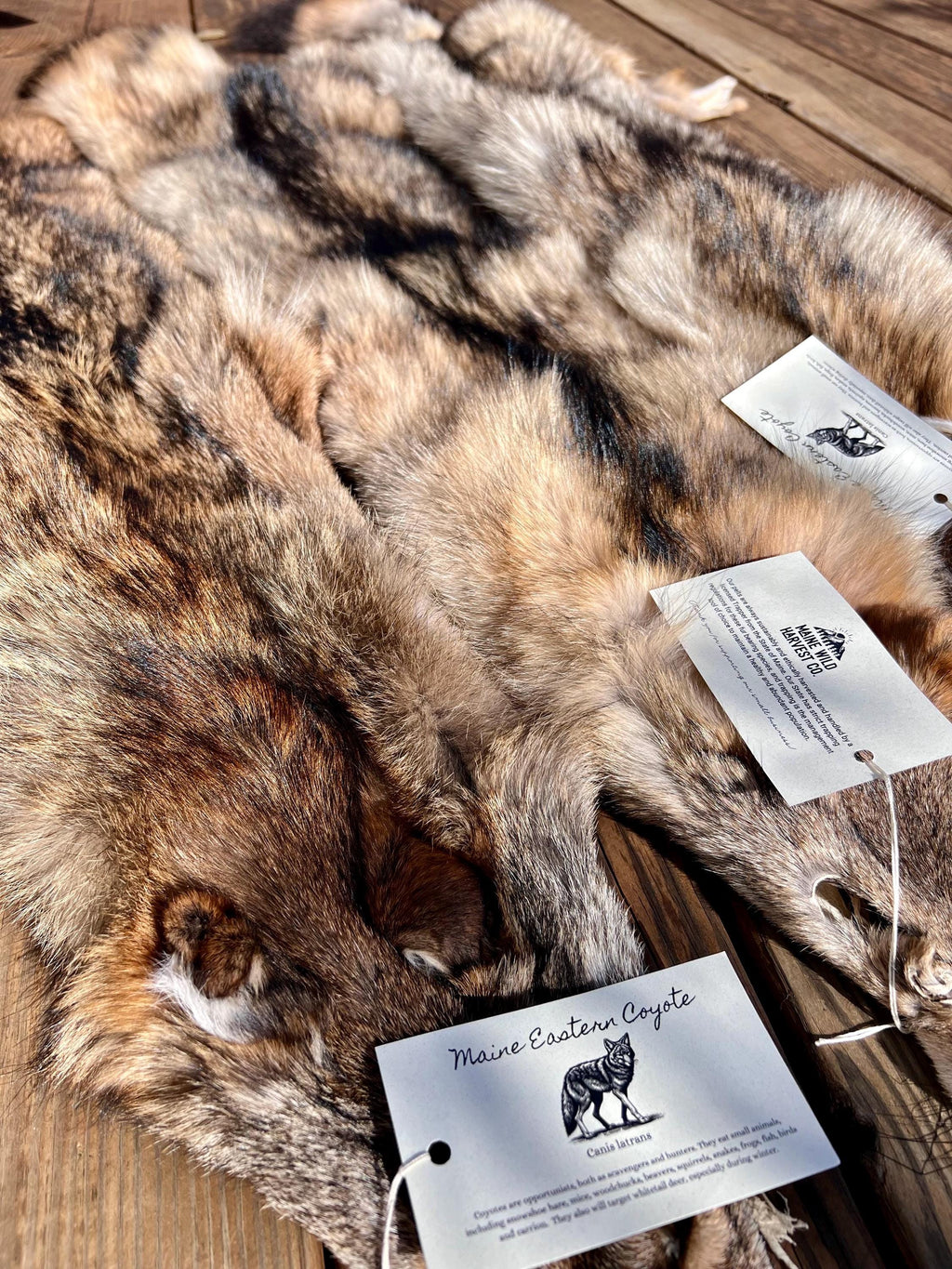 Eastern Coyote Pelt: Prime Wild Fur - Garment Grade, Professionally Soft Tanned