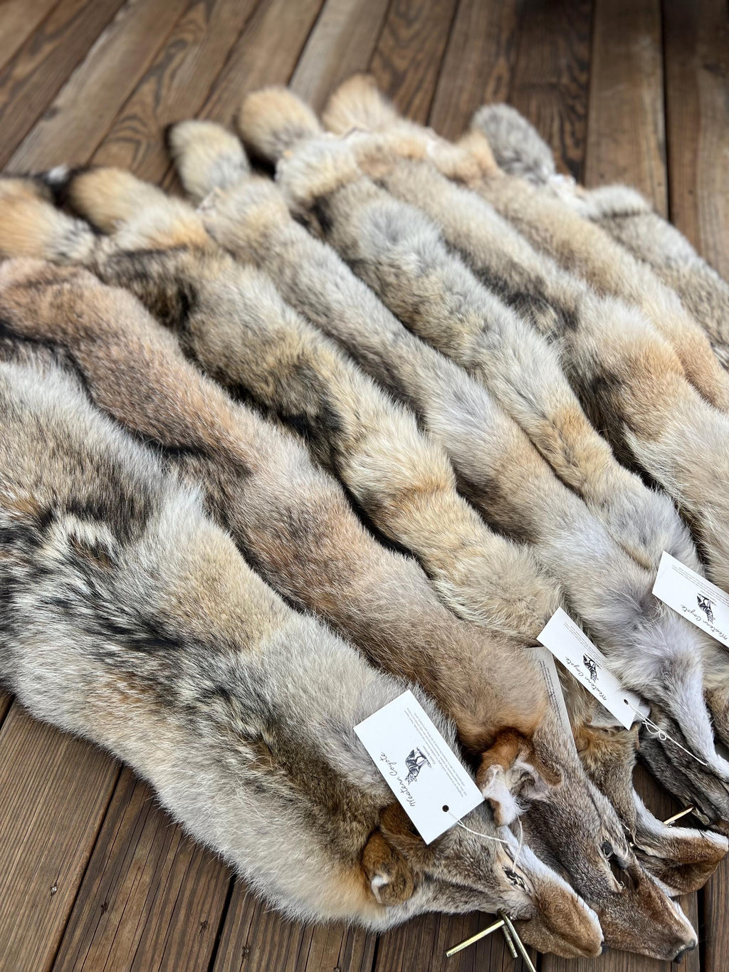 Western Coyote Pelt: Prime Wild Fur, Garment Grade, Professionally Soft Tanned - Limited Edition