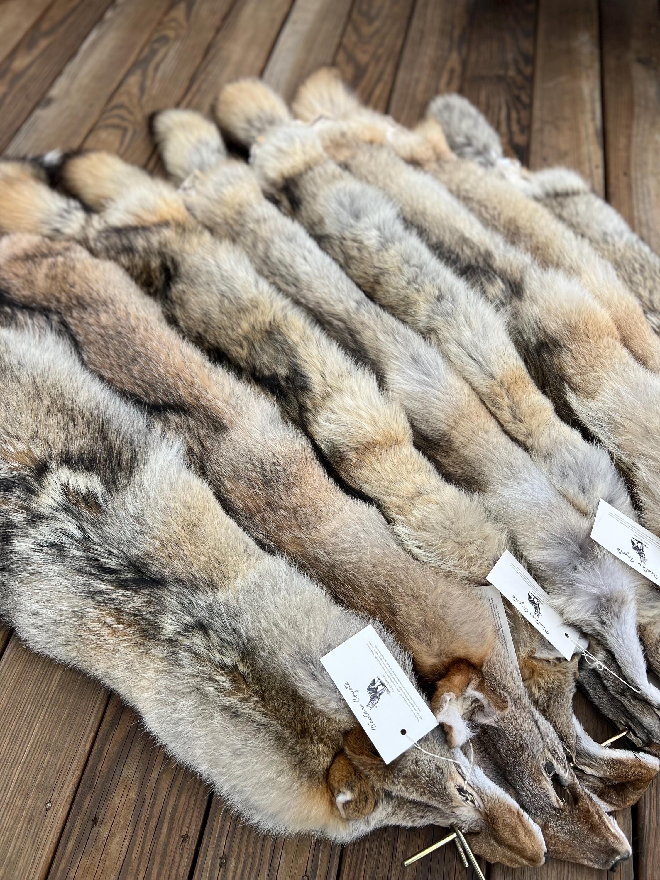 Western Coyote Pelt: Prime Wild Fur, Garment Grade, Professionally Soft Tanned - Limited Edition