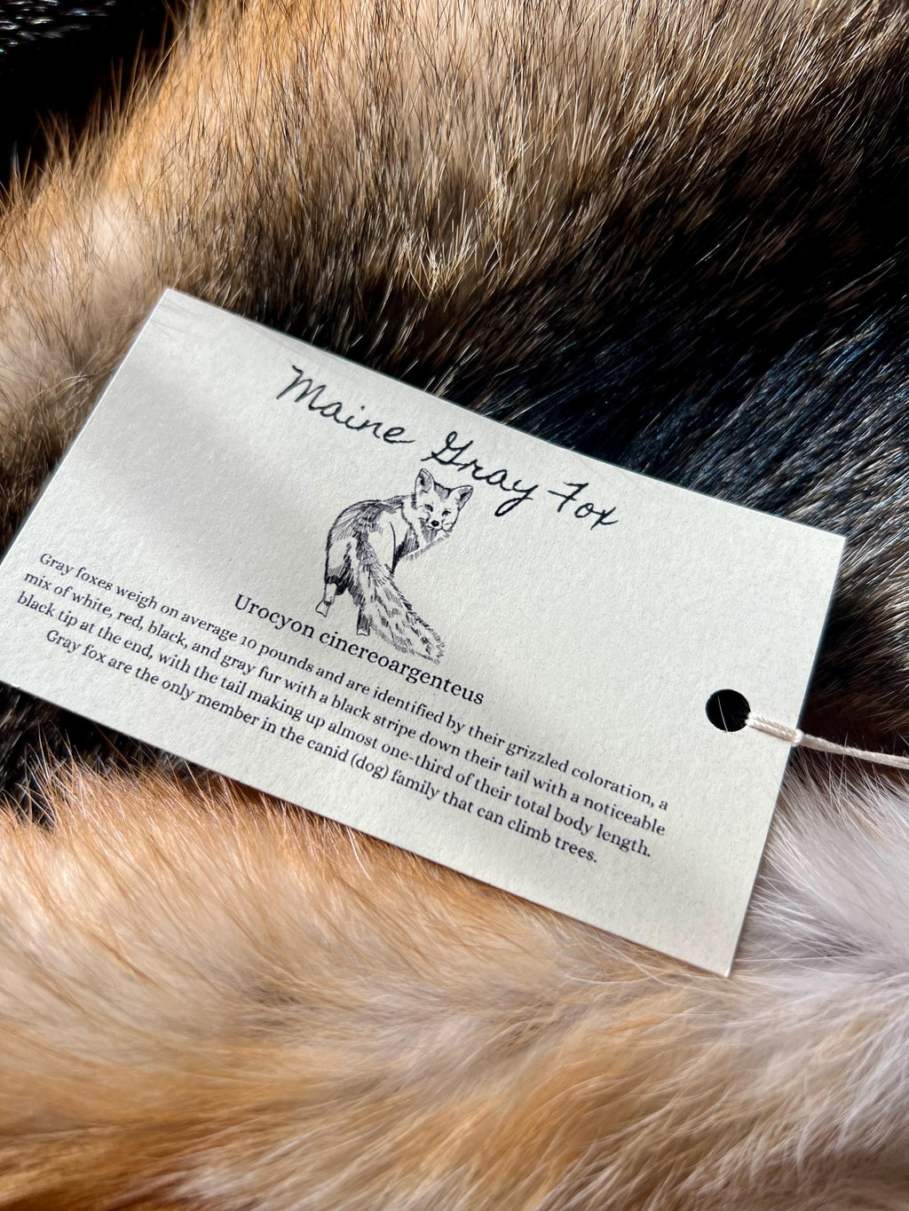 Maine Gray Fox Pelt, Prime, Northern, Professionally Soft Tanned
