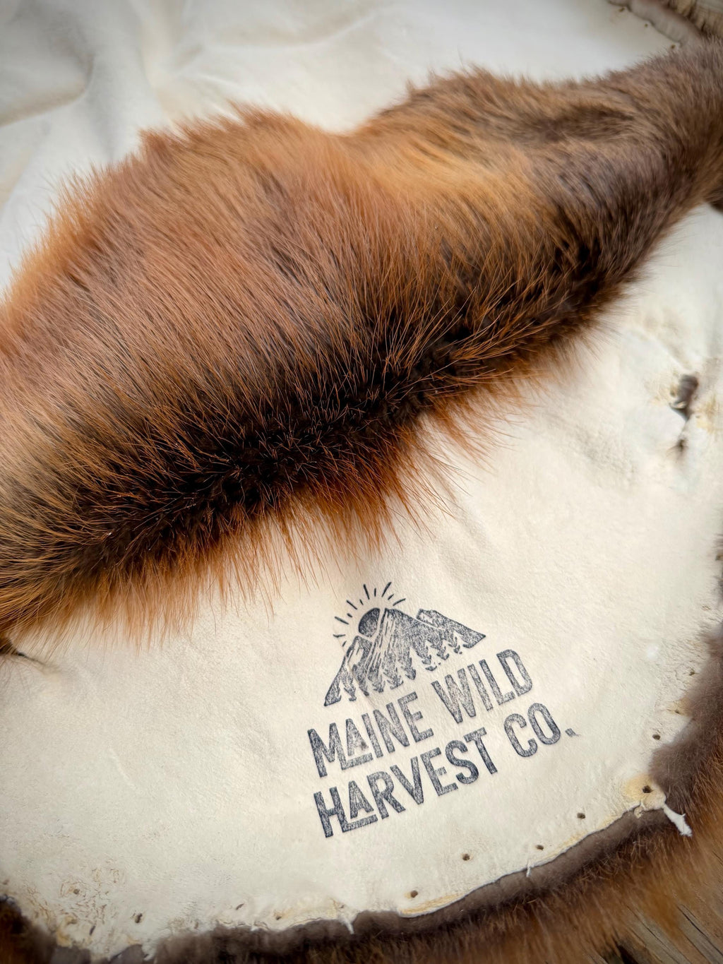 Maine Beaver Pelt, Prime Northern Heavy Beaver, Professionally Soft Tanned