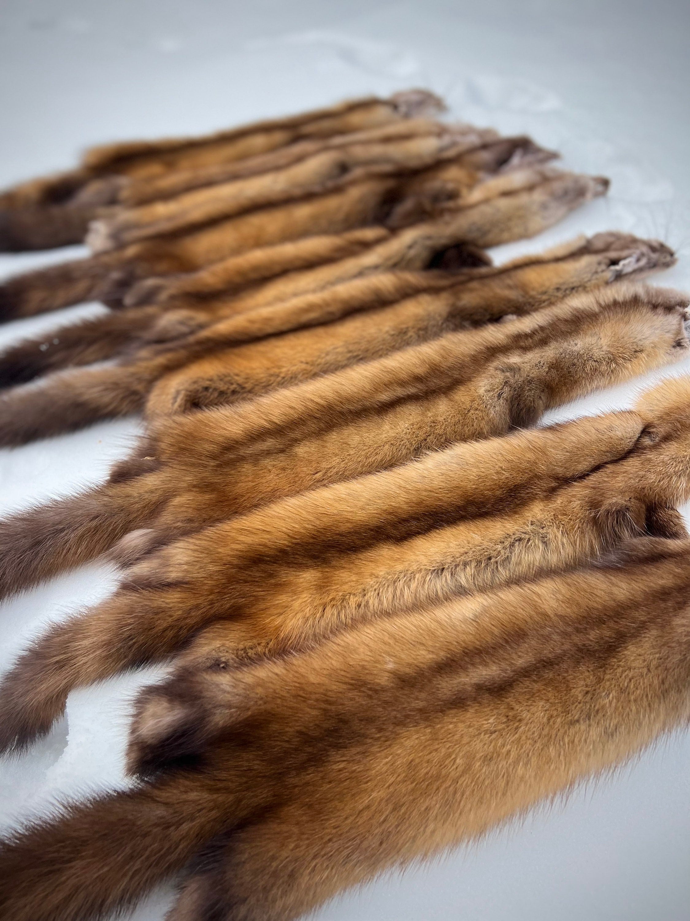 Maine Pine Marten/Sable Pelts -  Prime, Northern Maine, Professionally Soft Tanned