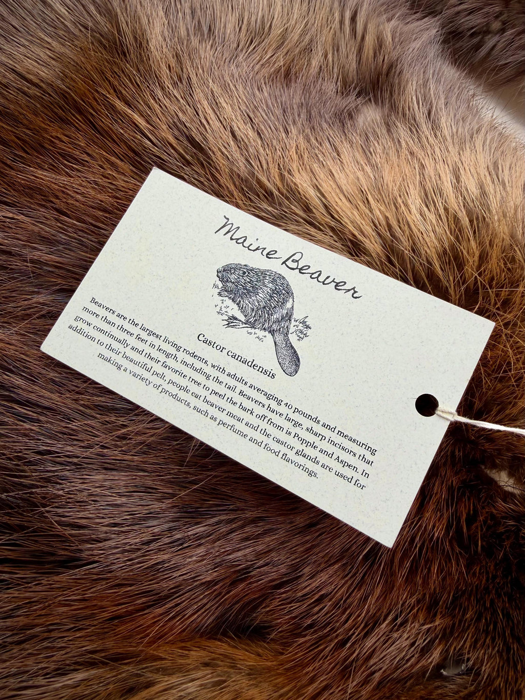 Maine Beaver Pelt, Prime Northern Heavy Beaver, Professionally Soft Tanned