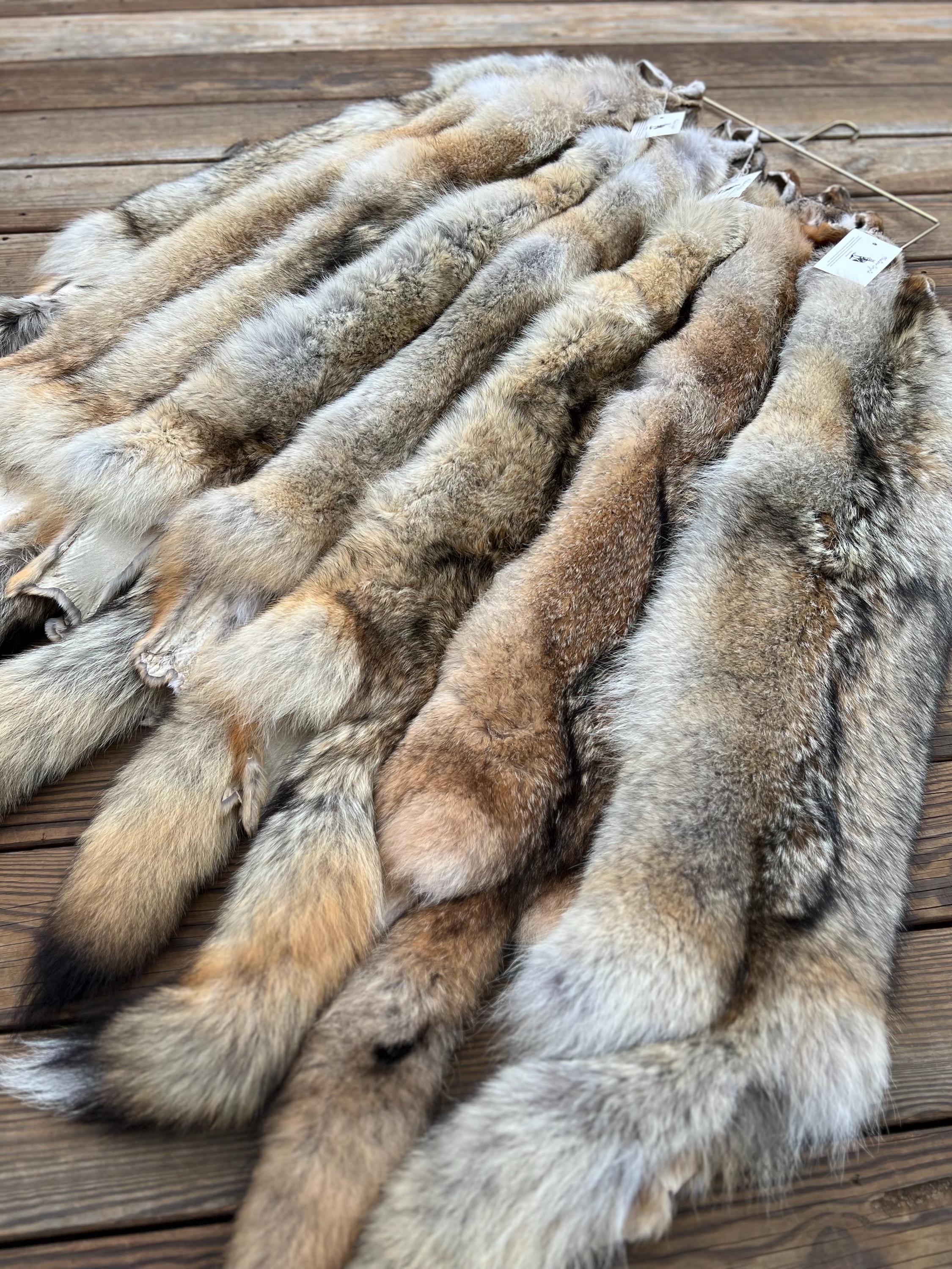 Western Coyote Pelt: Prime Wild Fur, Garment Grade, Professionally Soft Tanned - Limited Edition