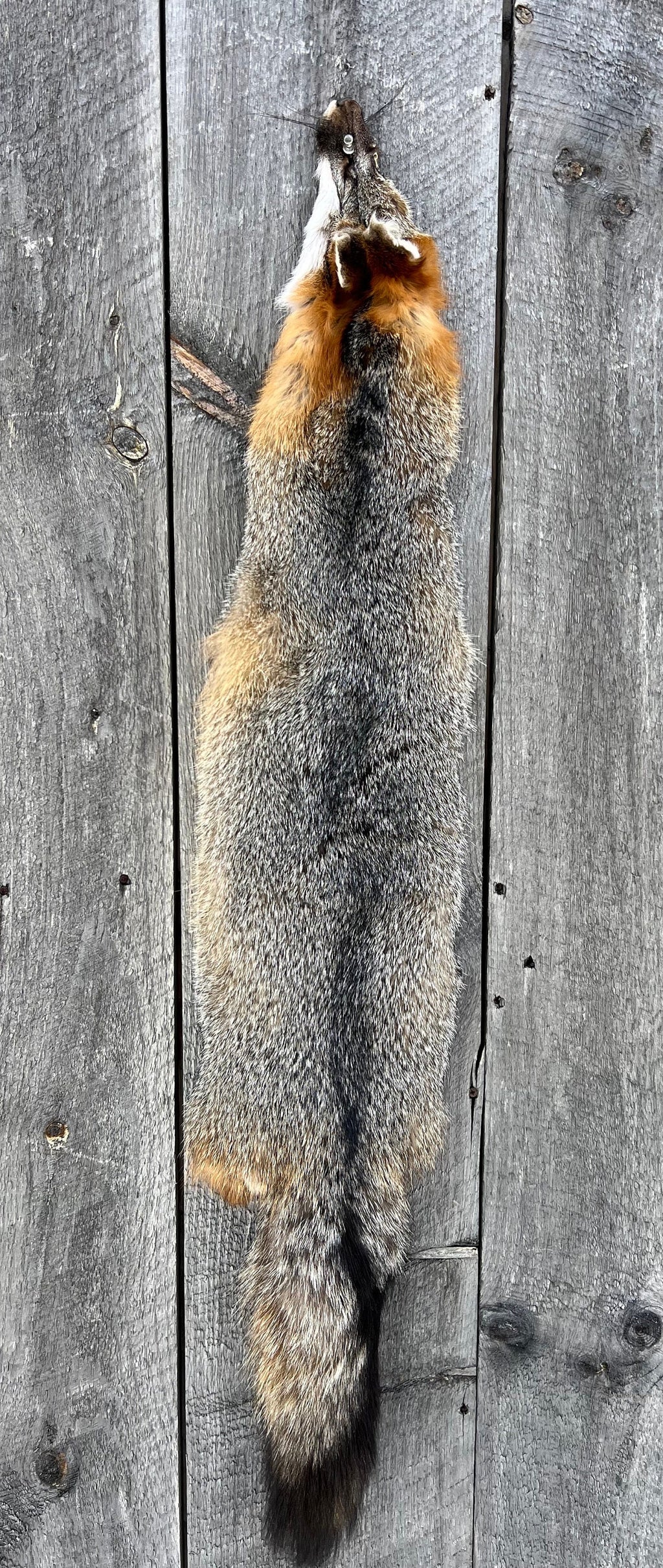 Maine Gray Fox Pelt, Prime, Northern, Professionally Soft Tanned