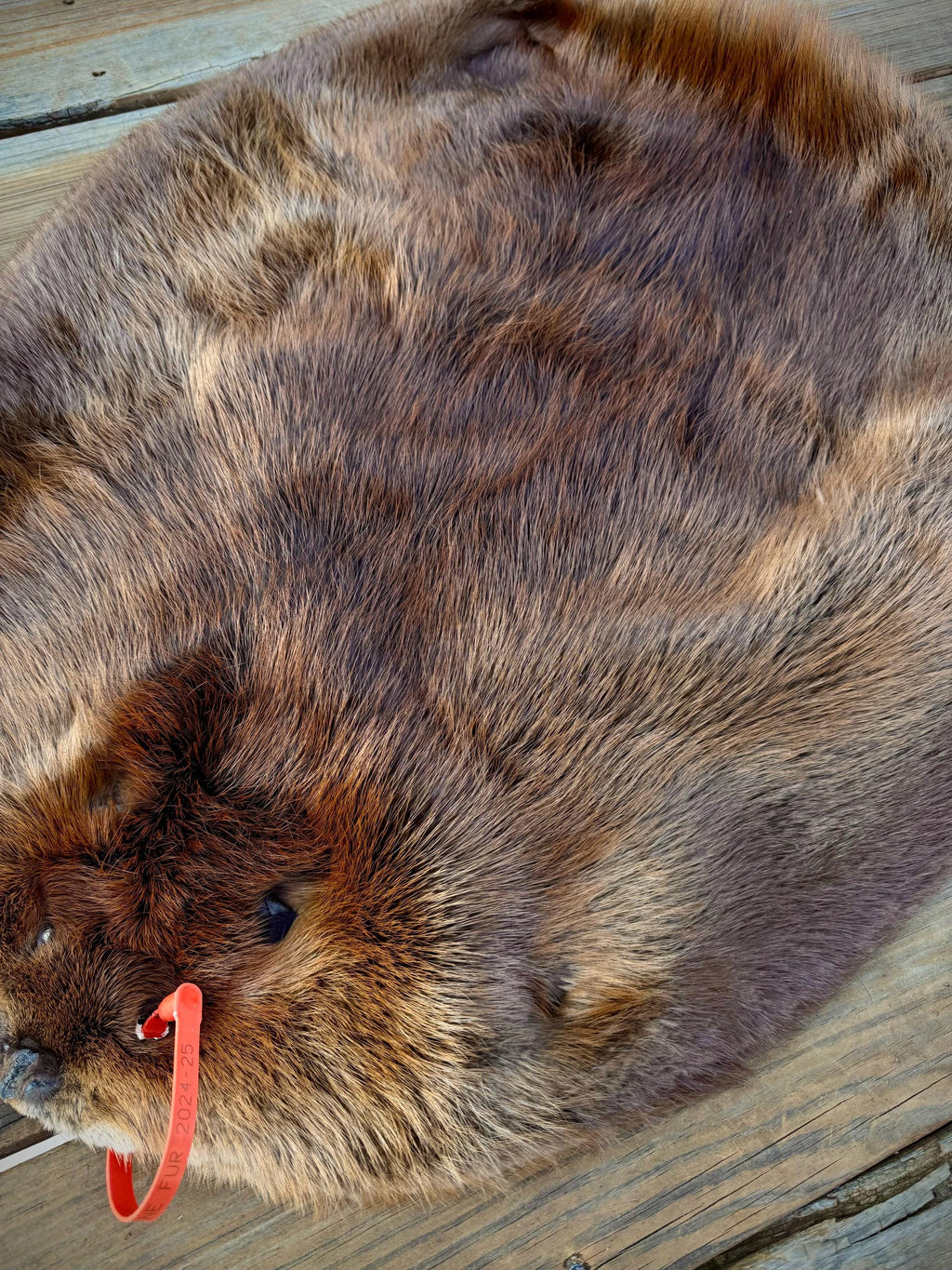 Maine Beaver Pelt, Prime Northern Heavy Beaver, Professionally Soft Tanned