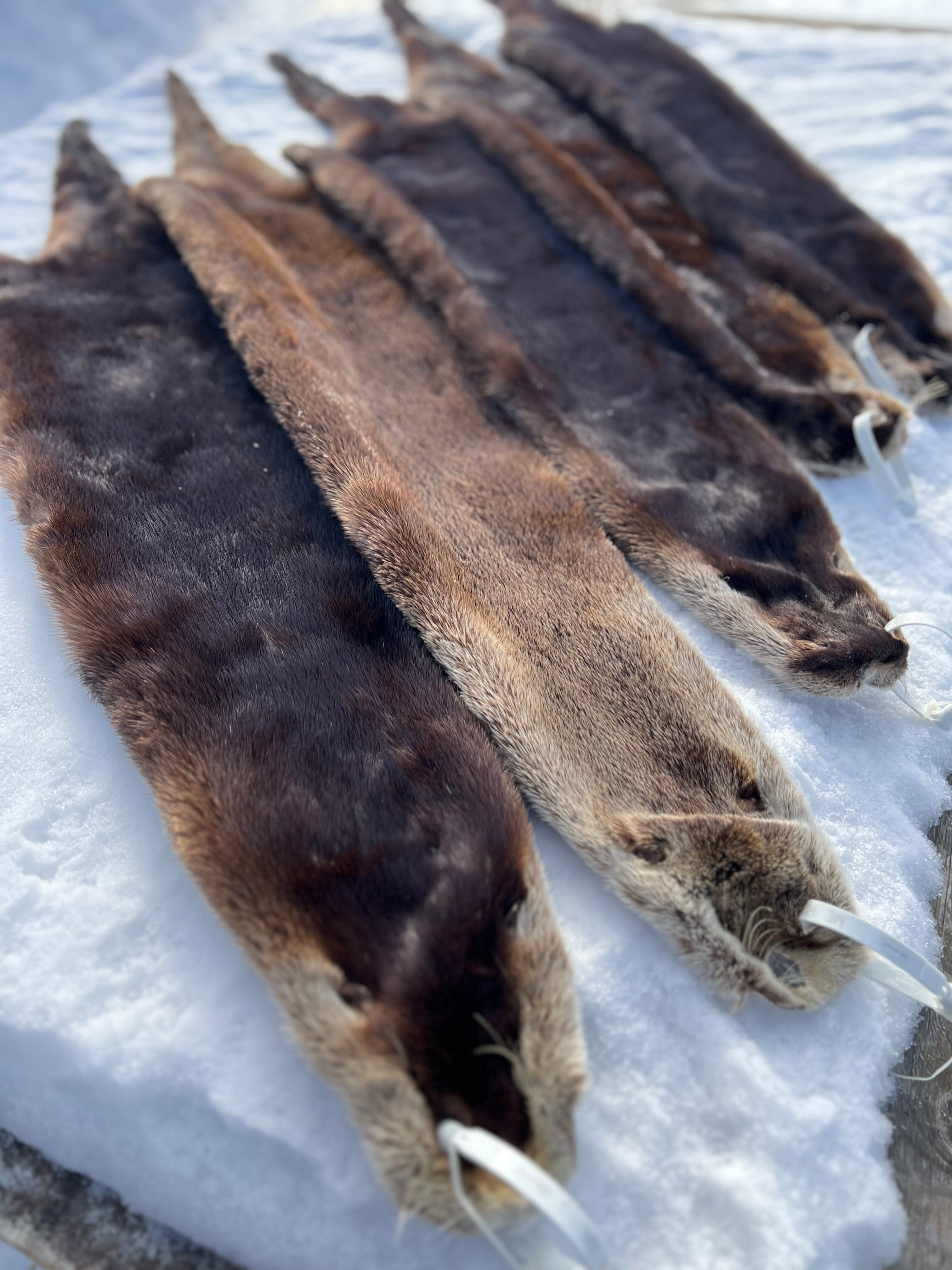 Maine Otter Pelt - Prime, Professionally Soft Tanned/Garment Tanned