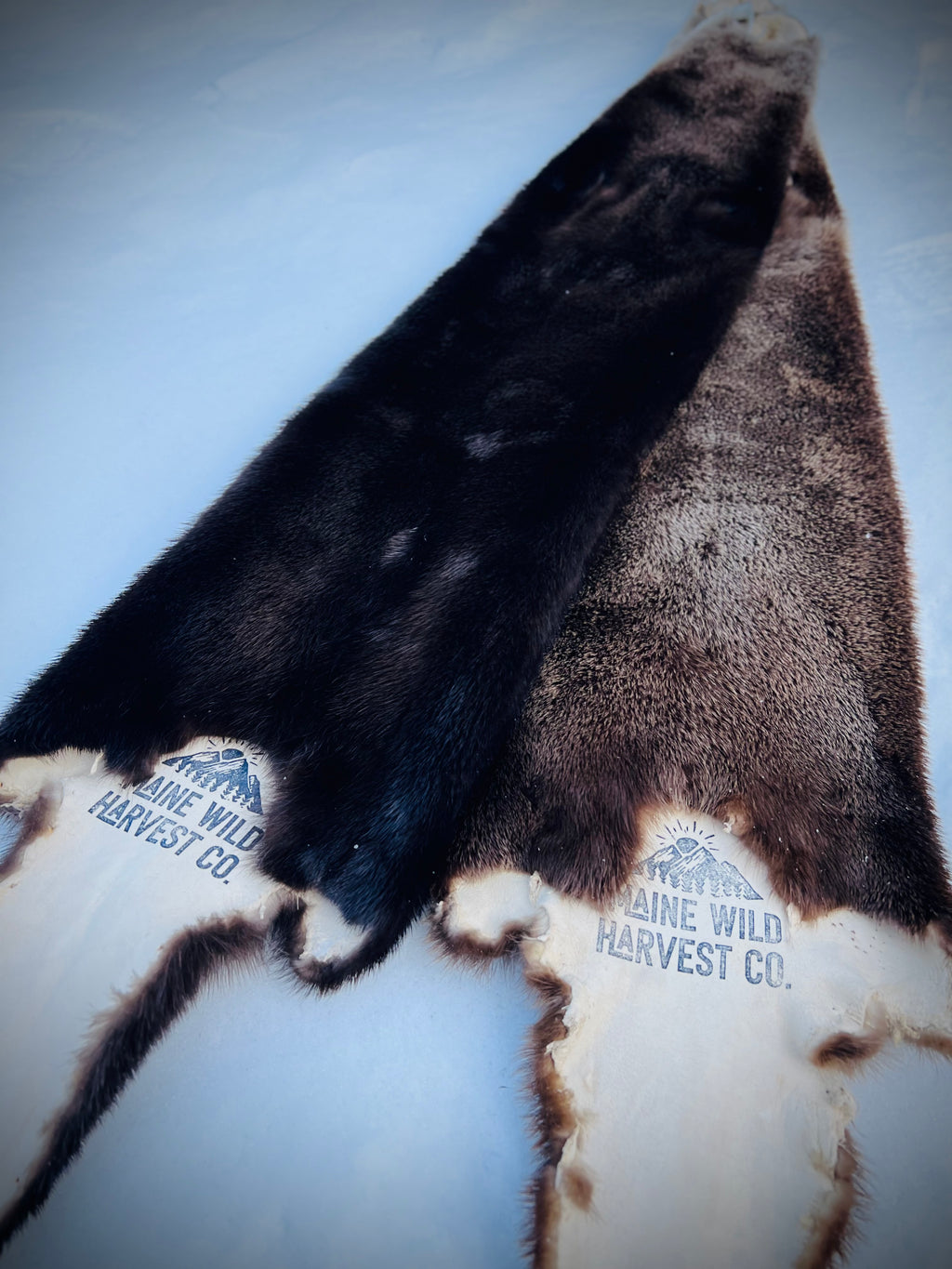 Maine Otter Pelt - Prime, Professionally Soft Tanned/Garment Tanned