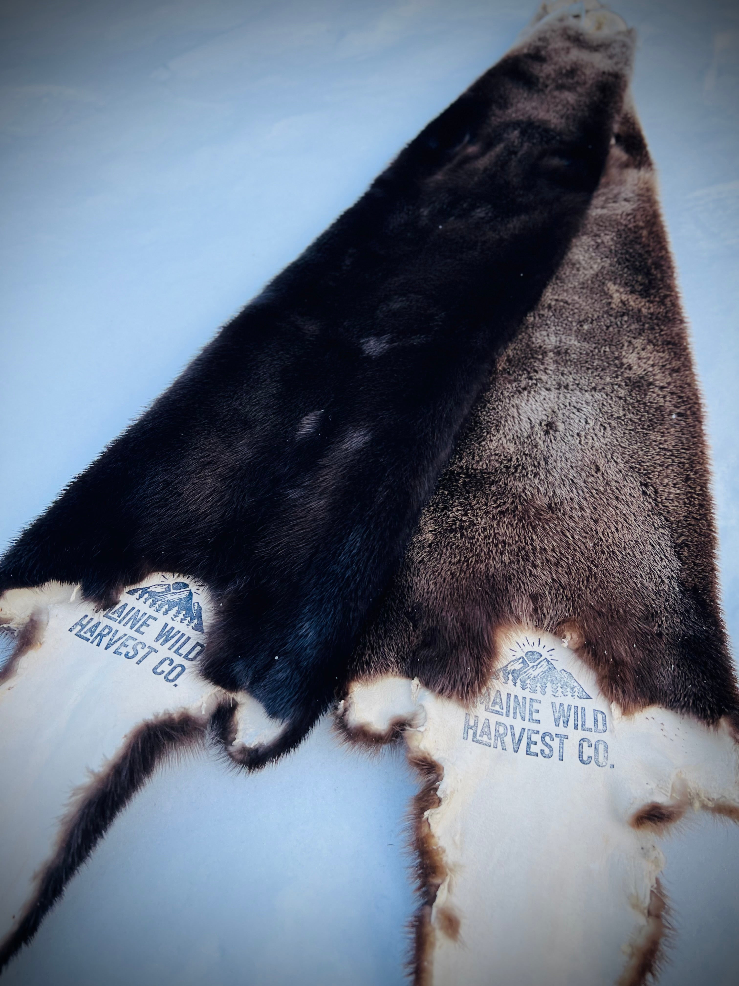 Maine Otter Pelt - Prime, Professionally Soft Tanned/Garment Tanned