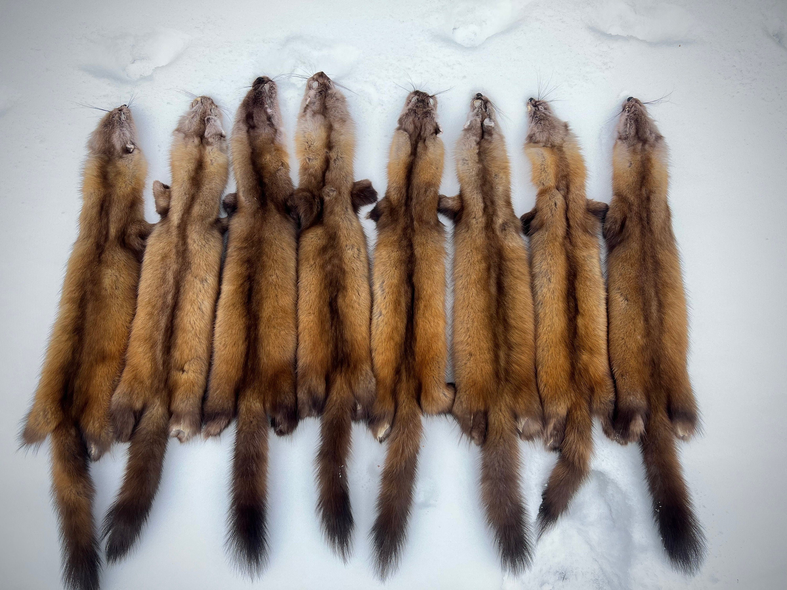 Maine Pine Marten/Sable Pelts -  Prime, Northern Maine, Professionally Soft Tanned