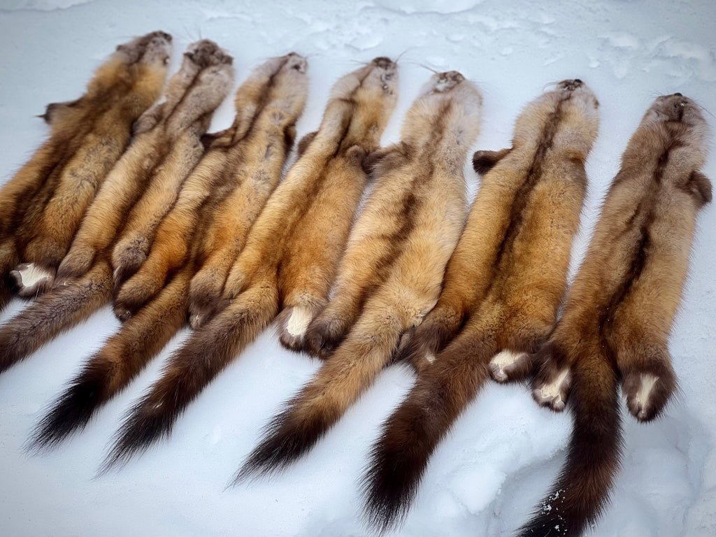 Maine Pine Marten/Sable (Light Color Phase) Pelts - Prime, Northern Maine, Professionally Garment Tanned