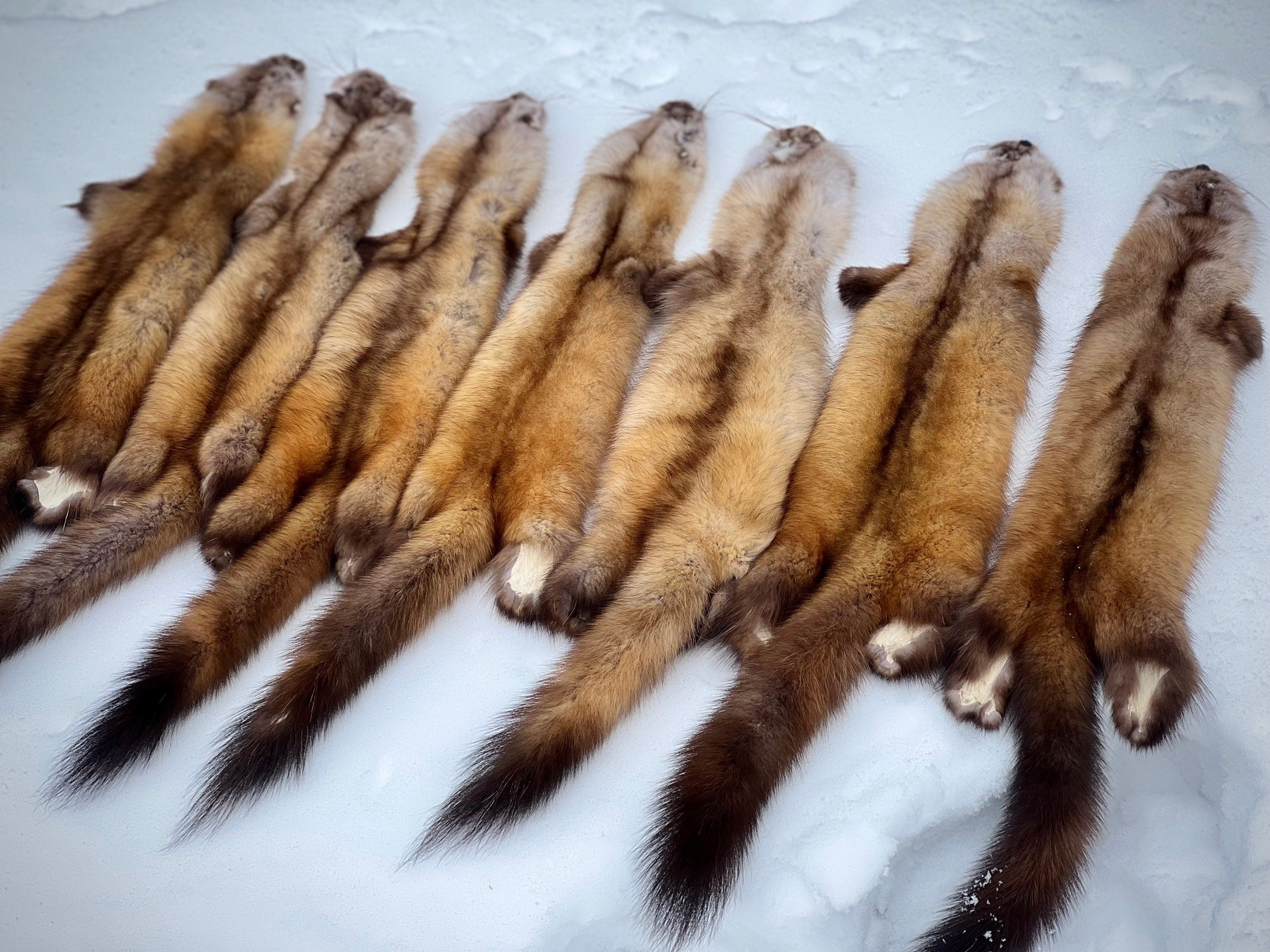 Maine Pine Marten/Sable (Light Color Phase) Pelts - Prime, Northern Maine, Professionally Garment Tanned