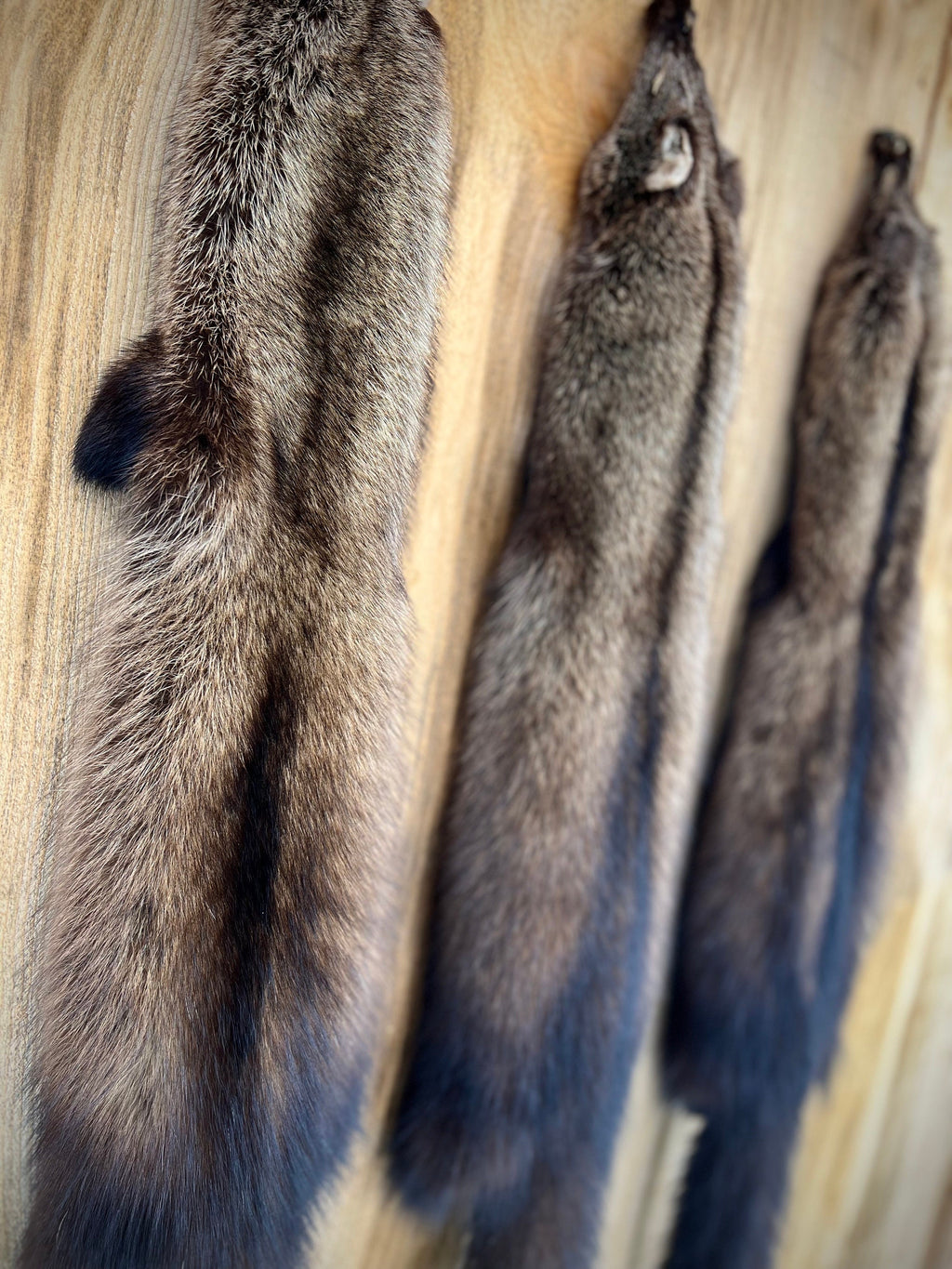 Maine Fisher Pelt (Male) - Prime, Professionally Soft Tanned/Garment Tanned
