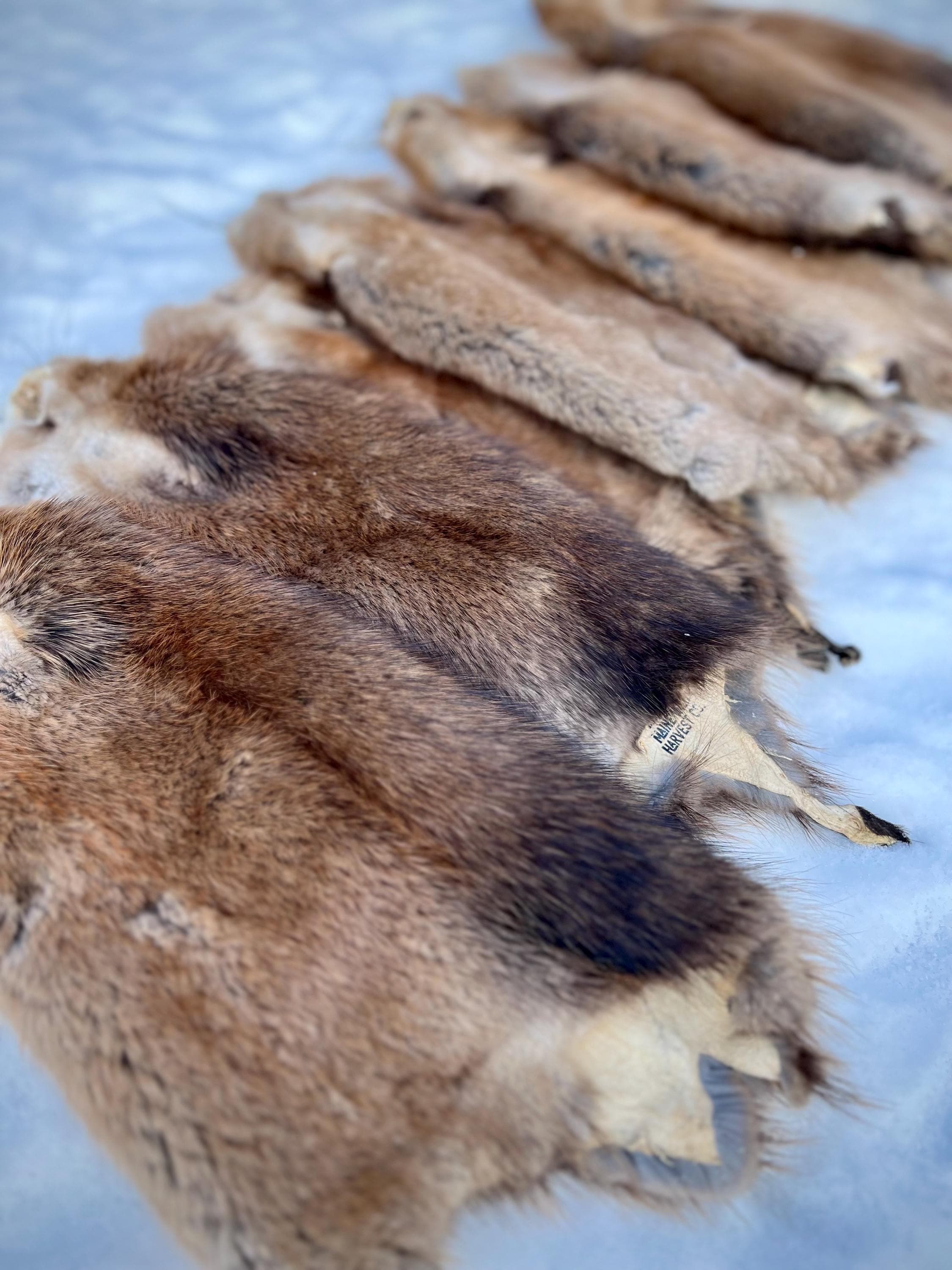 Maine Muskrat Pelt - Prime, Professionally Garment Soft Tanned