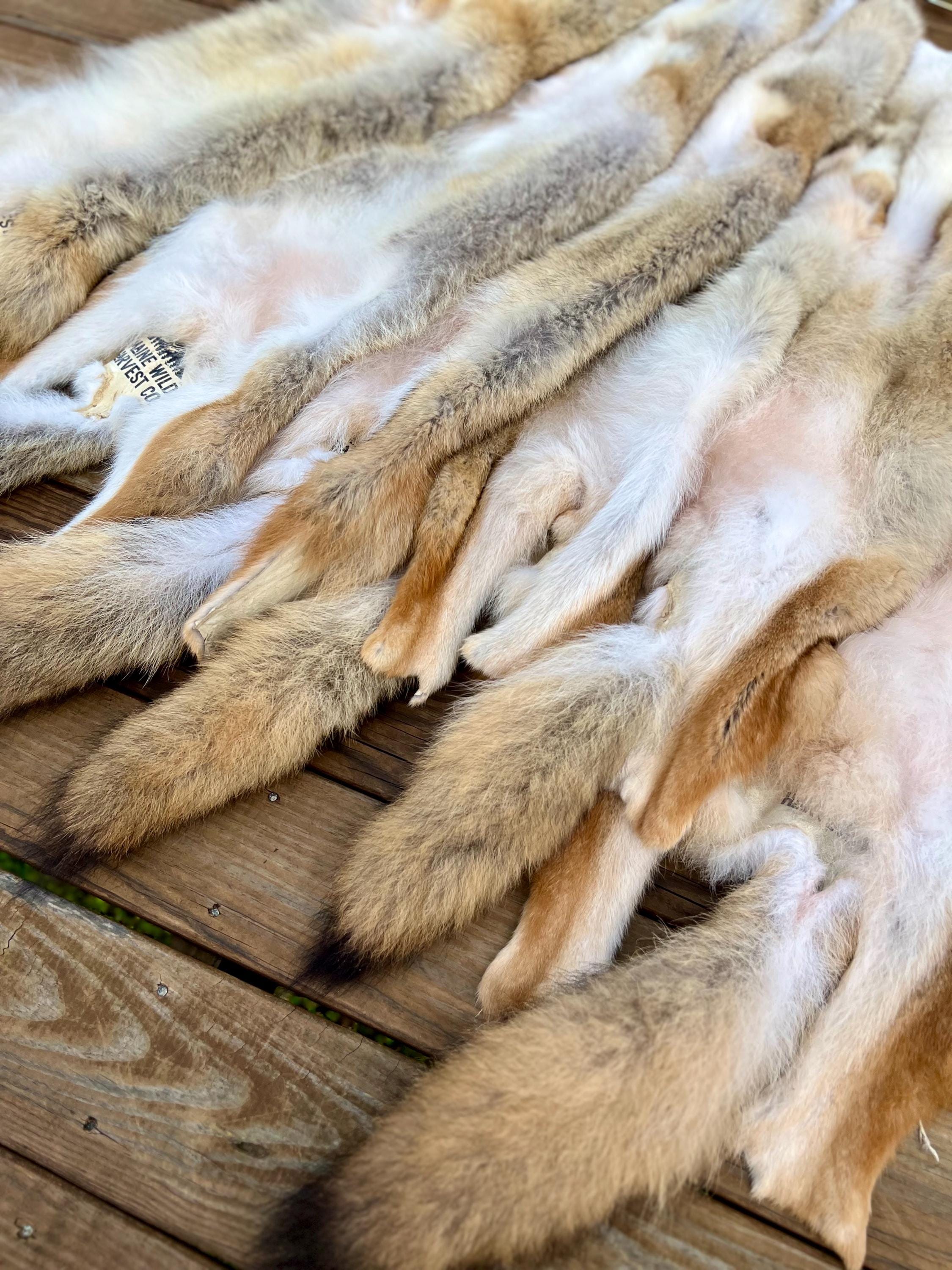 Western Coyote Pelt: Prime Wild Fur, Garment Grade, Professionally Soft Tanned - Limited Edition