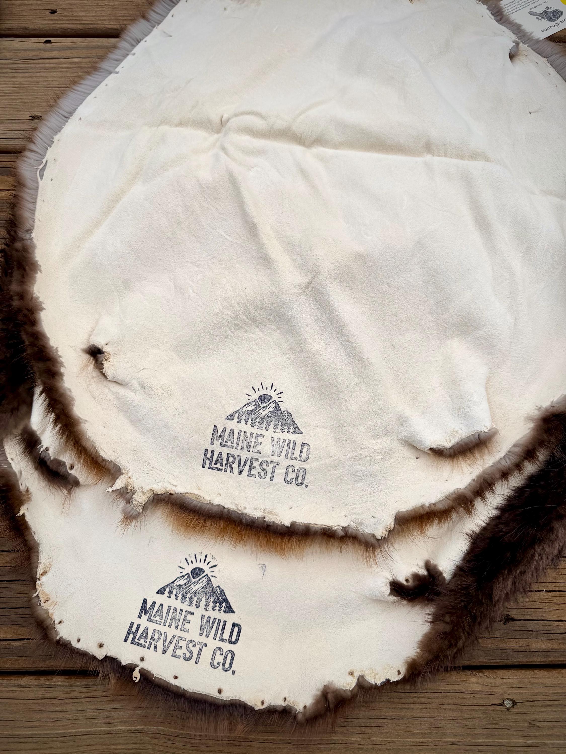 Maine Beaver Pelt, Prime Northern Heavy Beaver, Professionally Soft Tanned