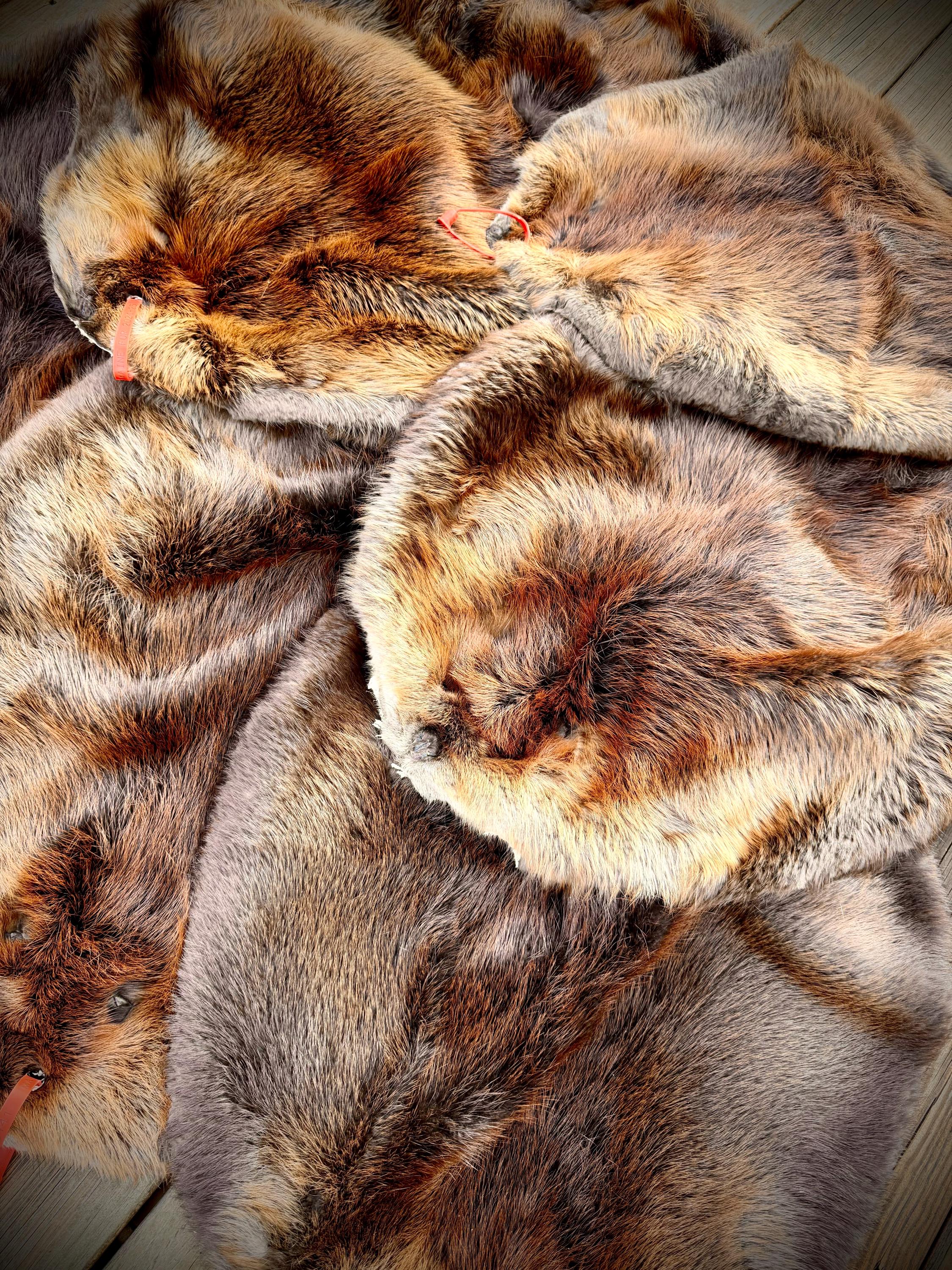 Maine Beaver Pelt, Prime Northern Heavy Beaver, Professionally Soft Tanned