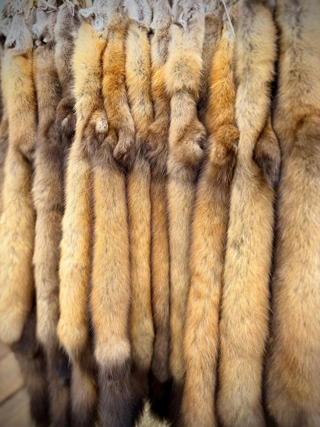 Maine Pine Marten/Sable (Light Color Phase) Pelts - Prime, Northern Maine, Professionally Garment Tanned