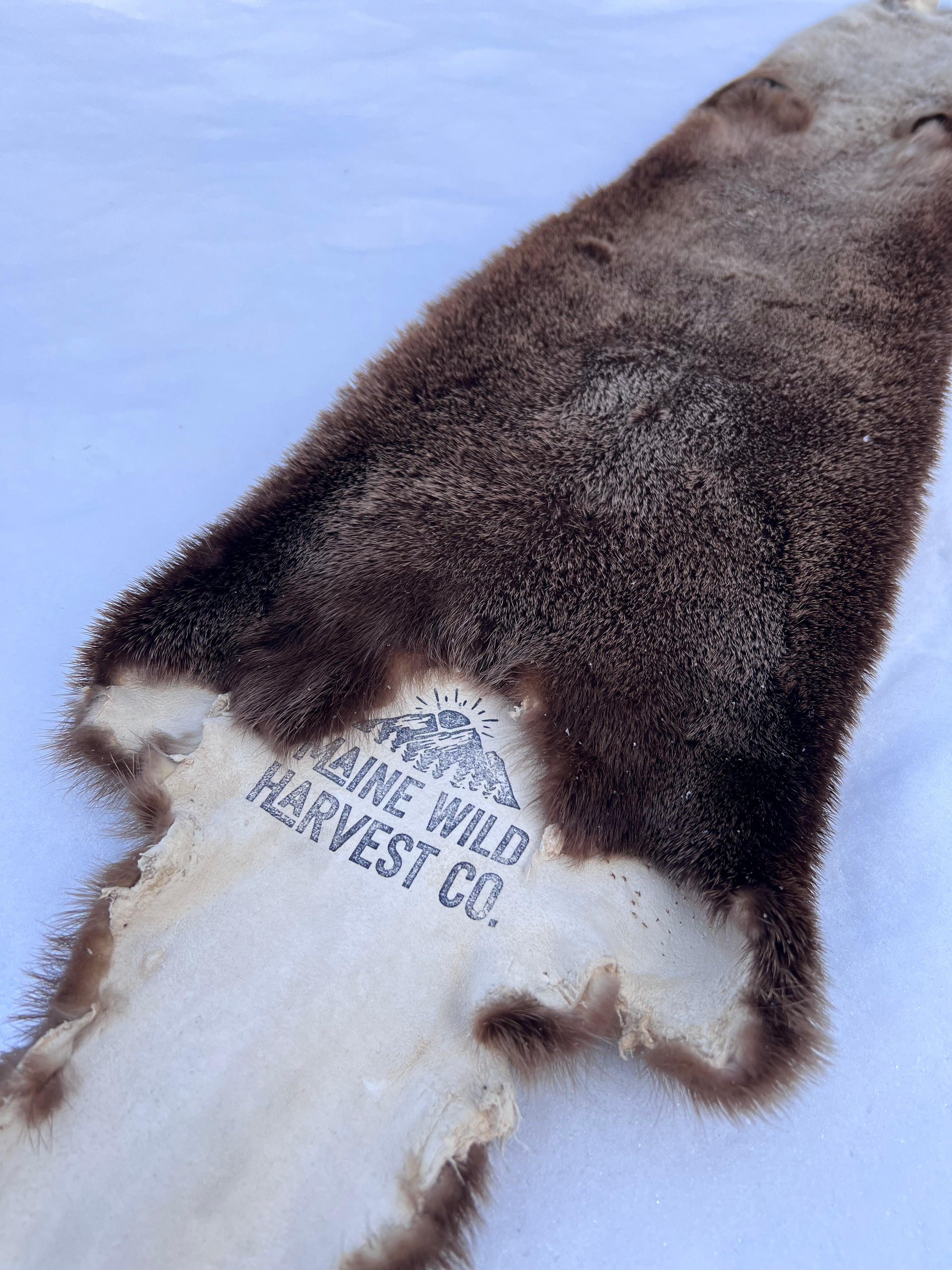 Maine Otter Pelt - Prime, Professionally Soft Tanned/Garment Tanned