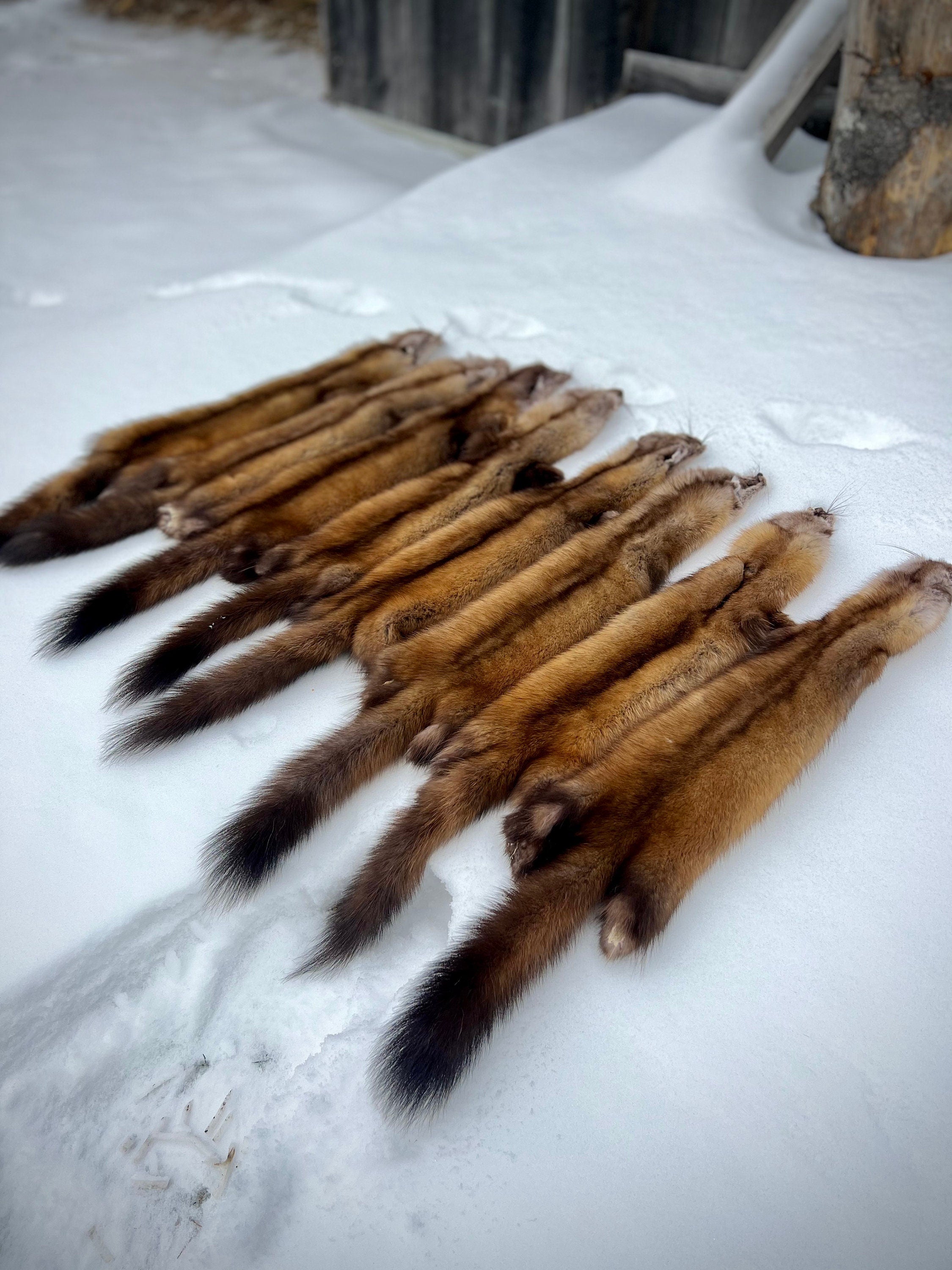 Maine Pine Marten/Sable Pelts -  Prime, Northern Maine, Professionally Soft Tanned
