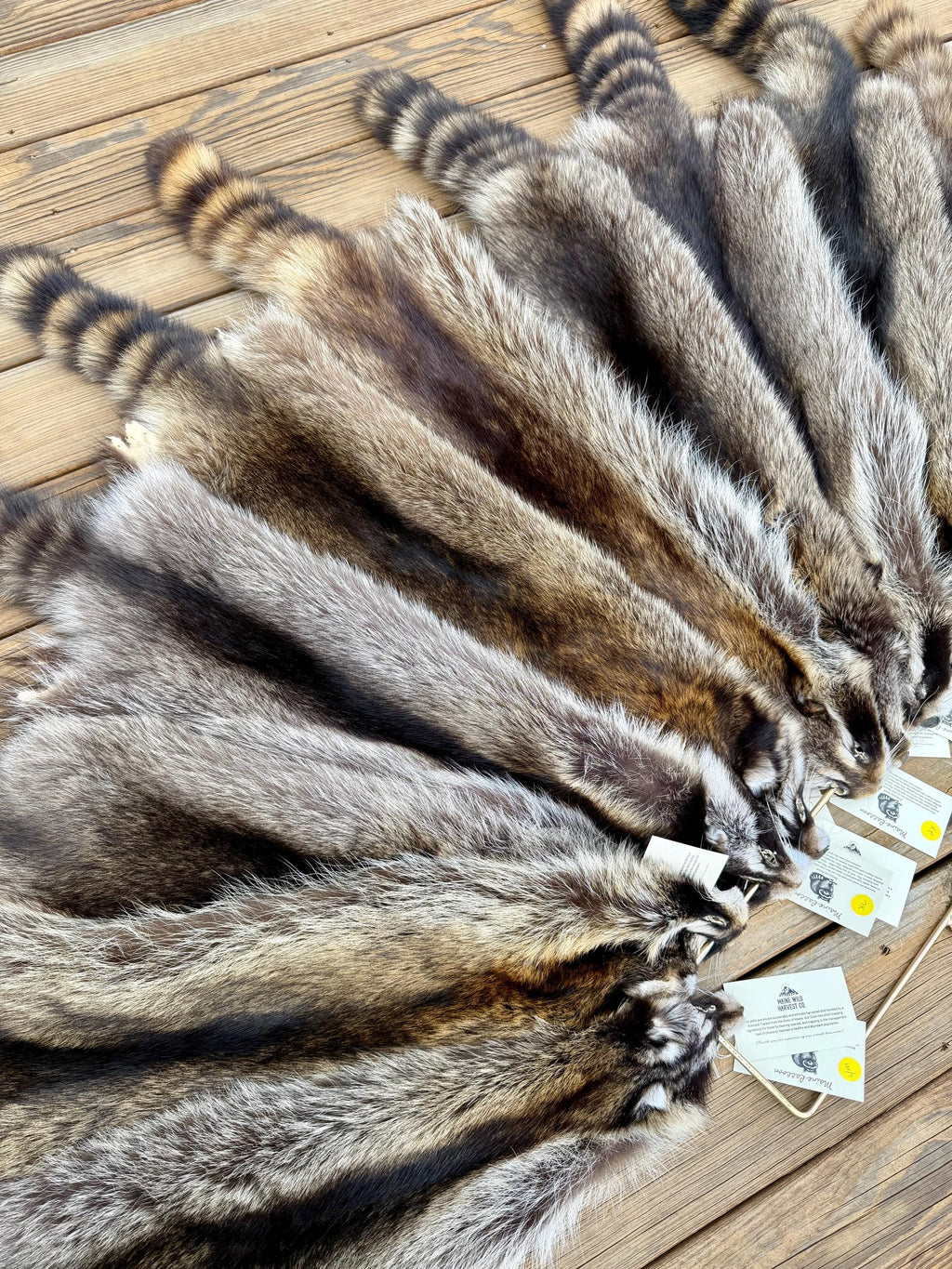 Maine Raccoon Pelt, Prime Northern Heavy Raccoon, Professionally Soft Tanned