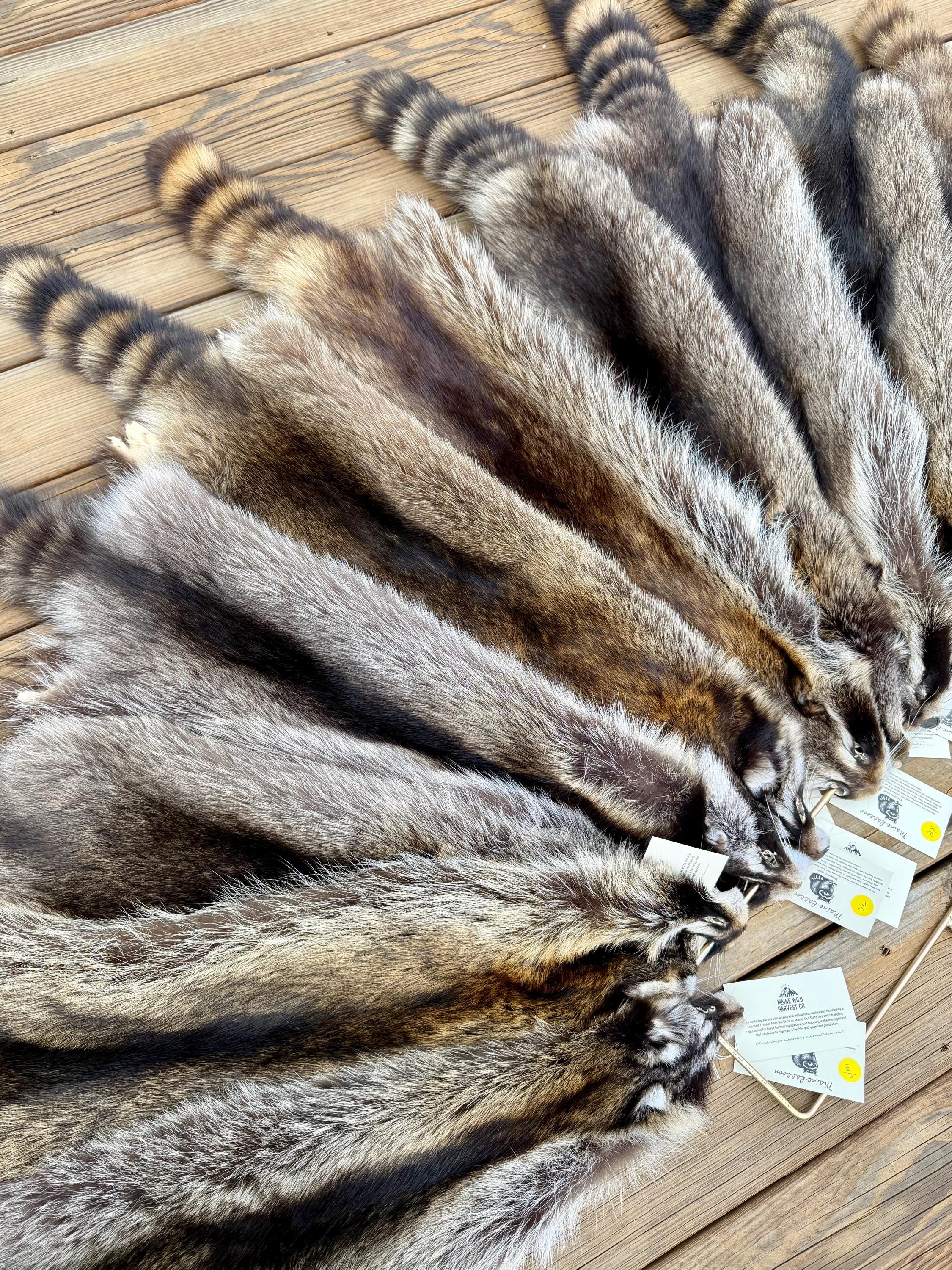 Maine Raccoon Pelt, Prime Northern Heavy Raccoon, Professionally Soft Tanned
