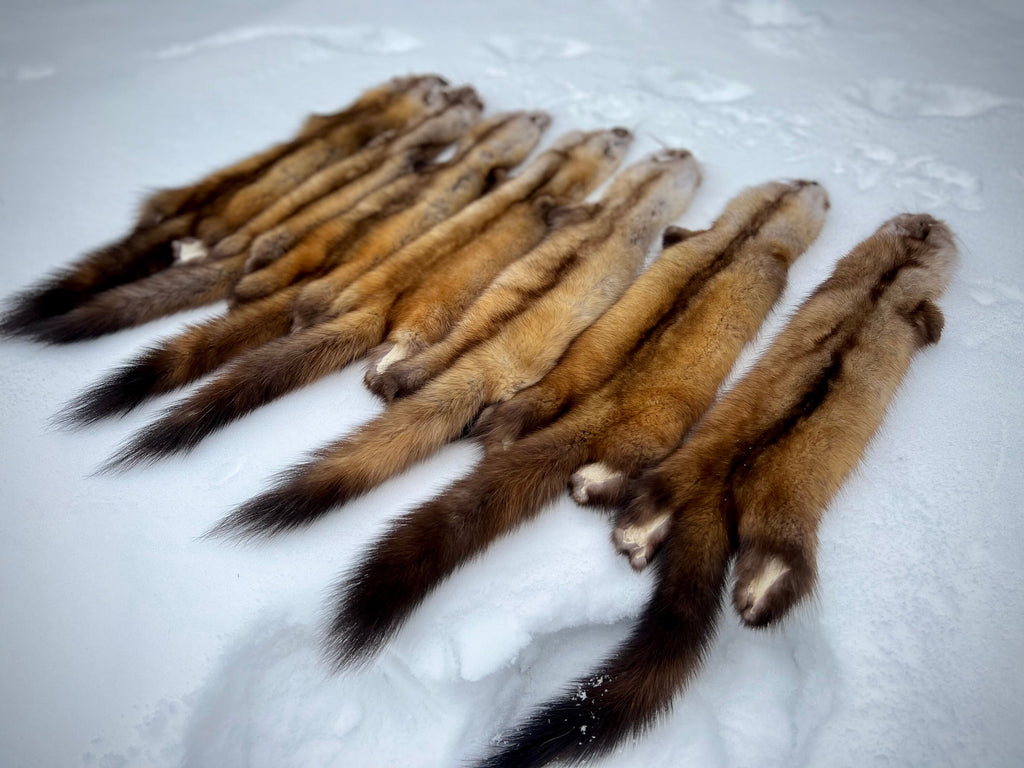 Maine Pine Marten/Sable (Light Color Phase) Pelts - Prime, Northern Maine, Professionally Garment Tanned