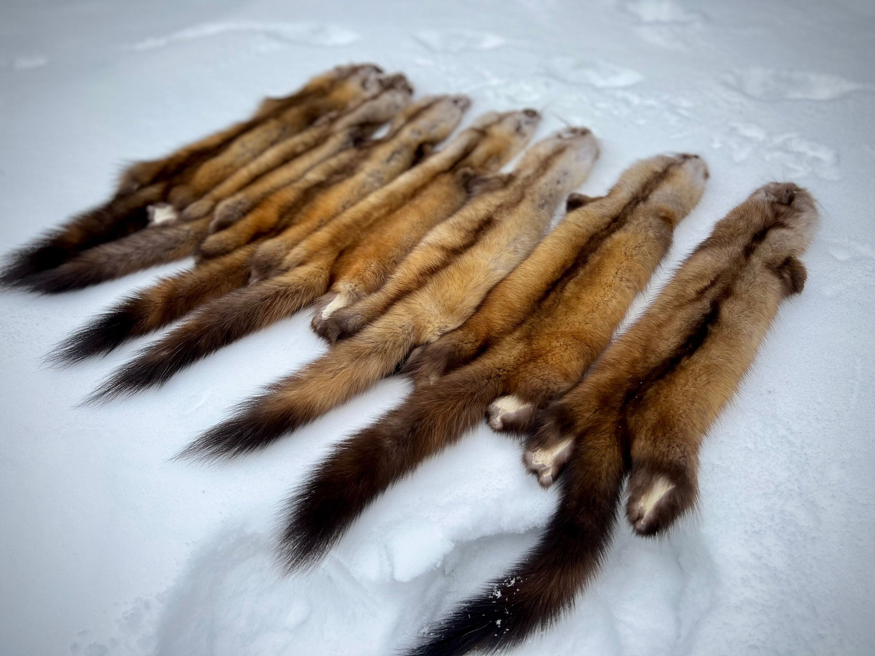 Maine Pine Marten/Sable (Light Color Phase) Pelts - Prime, Northern Maine, Professionally Garment Tanned