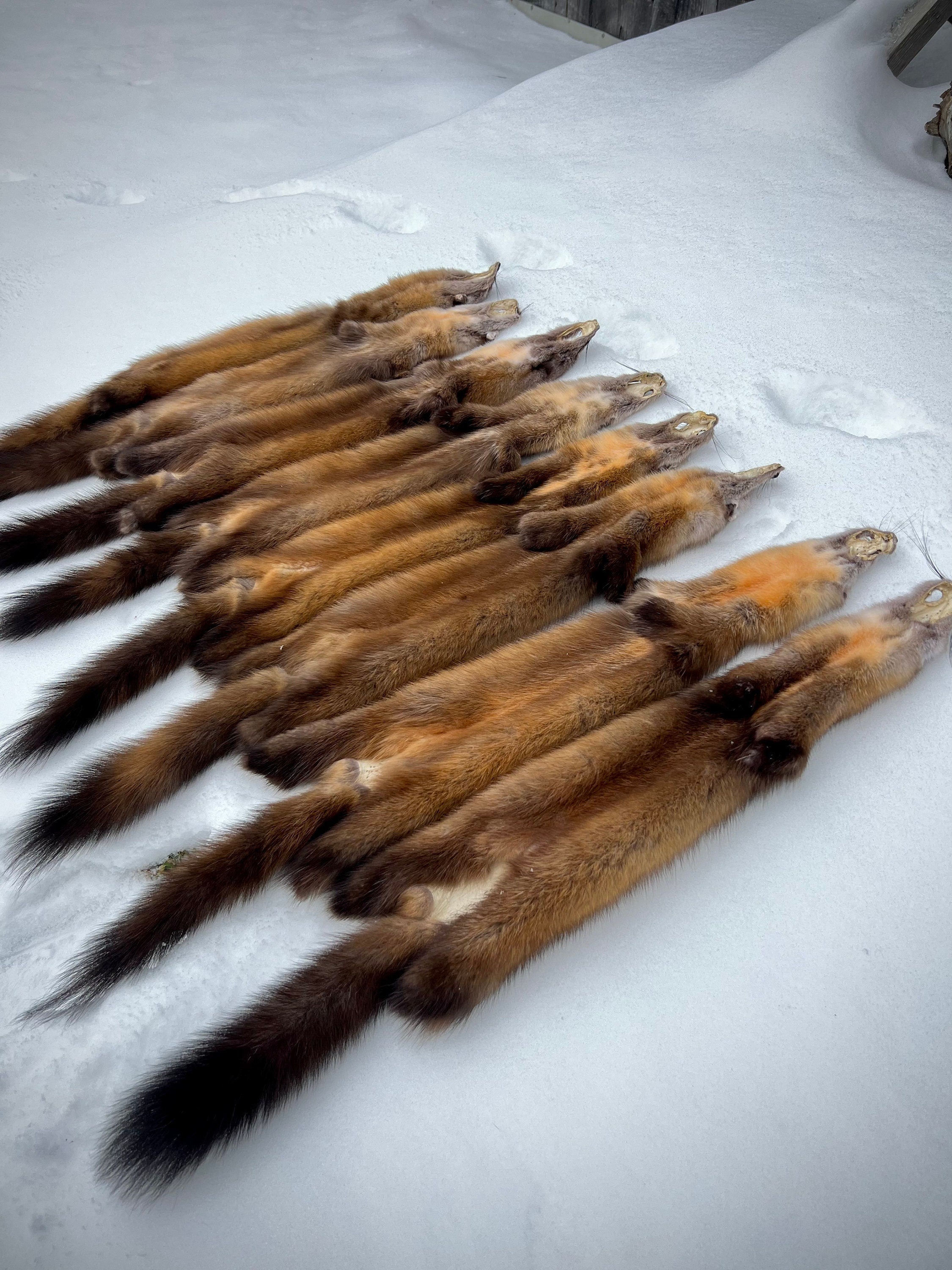 Maine Pine Marten/Sable Pelts -  Prime, Northern Maine, Professionally Soft Tanned