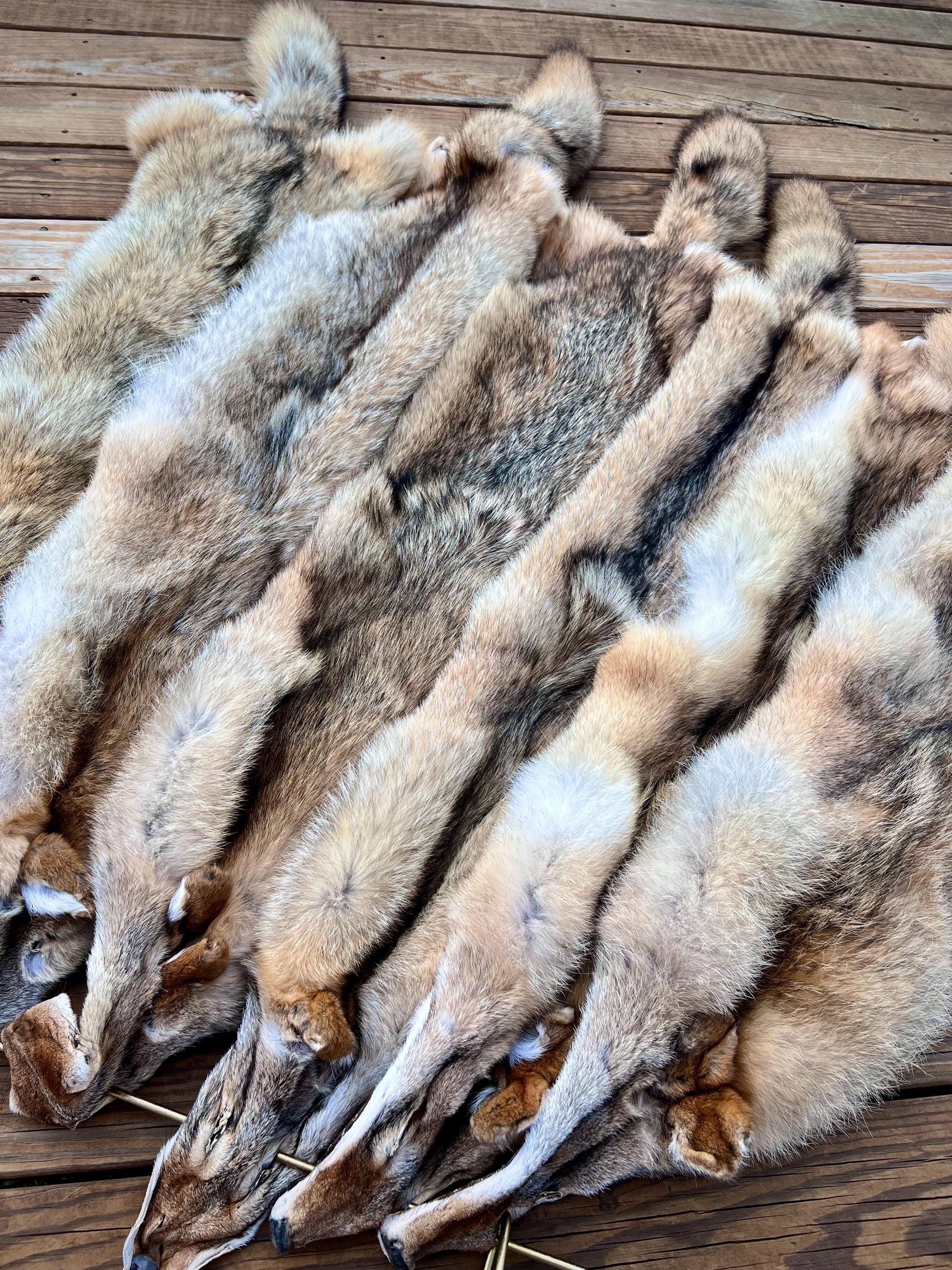 Western Coyote Pelt: Prime Wild Fur, Garment Grade, Professionally Soft Tanned - Limited Edition