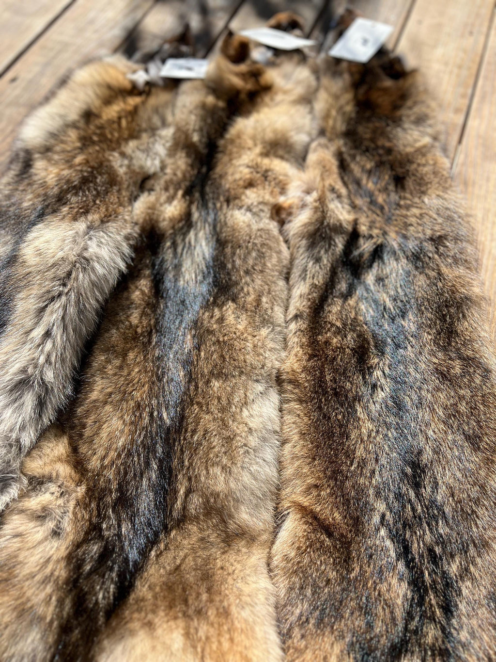 Eastern Coyote Pelt: Prime Wild Fur - Garment Grade, Professionally Soft Tanned