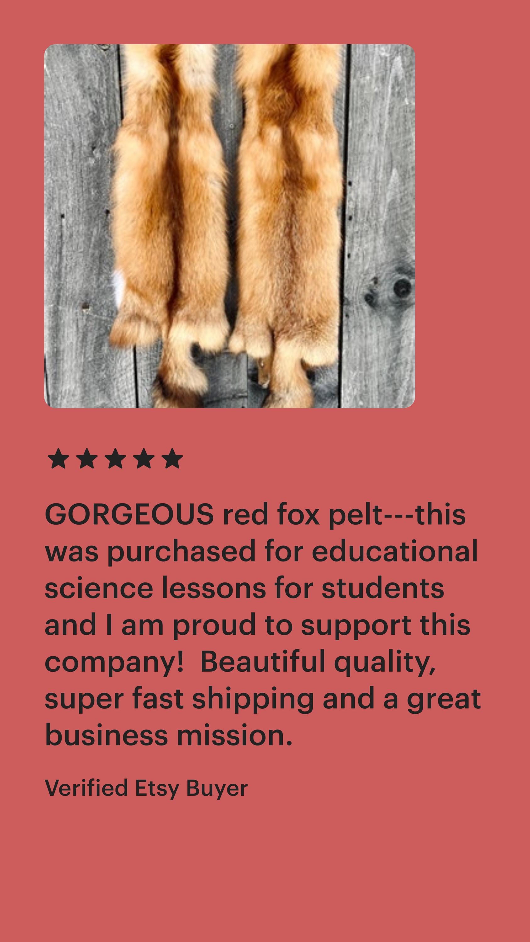 Maine Red Fox Pelt, Prime, Professionally Soft Tanned/Garment Tanned