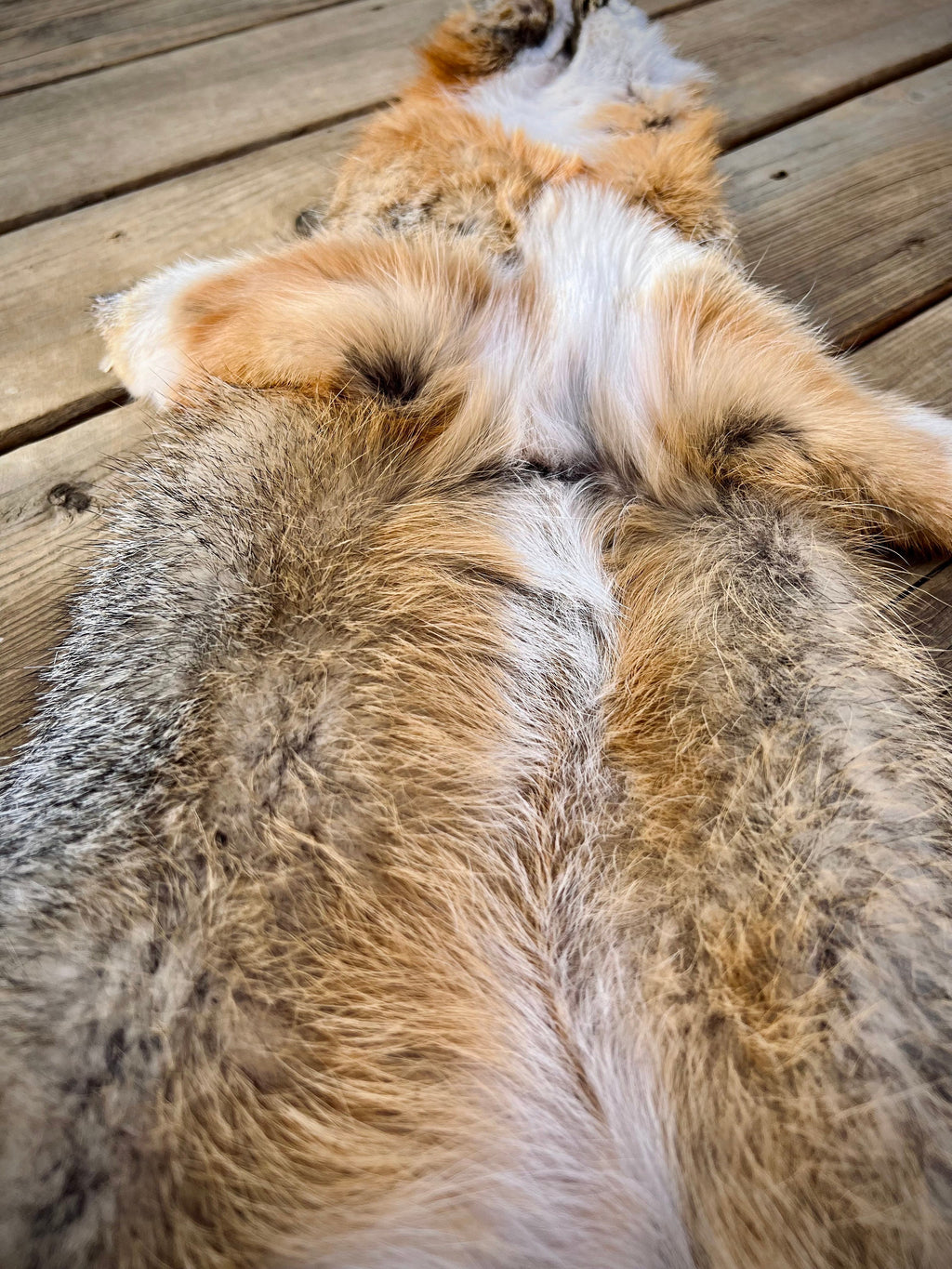 Maine Gray Fox Pelt, Prime, Northern, Professionally Soft Tanned