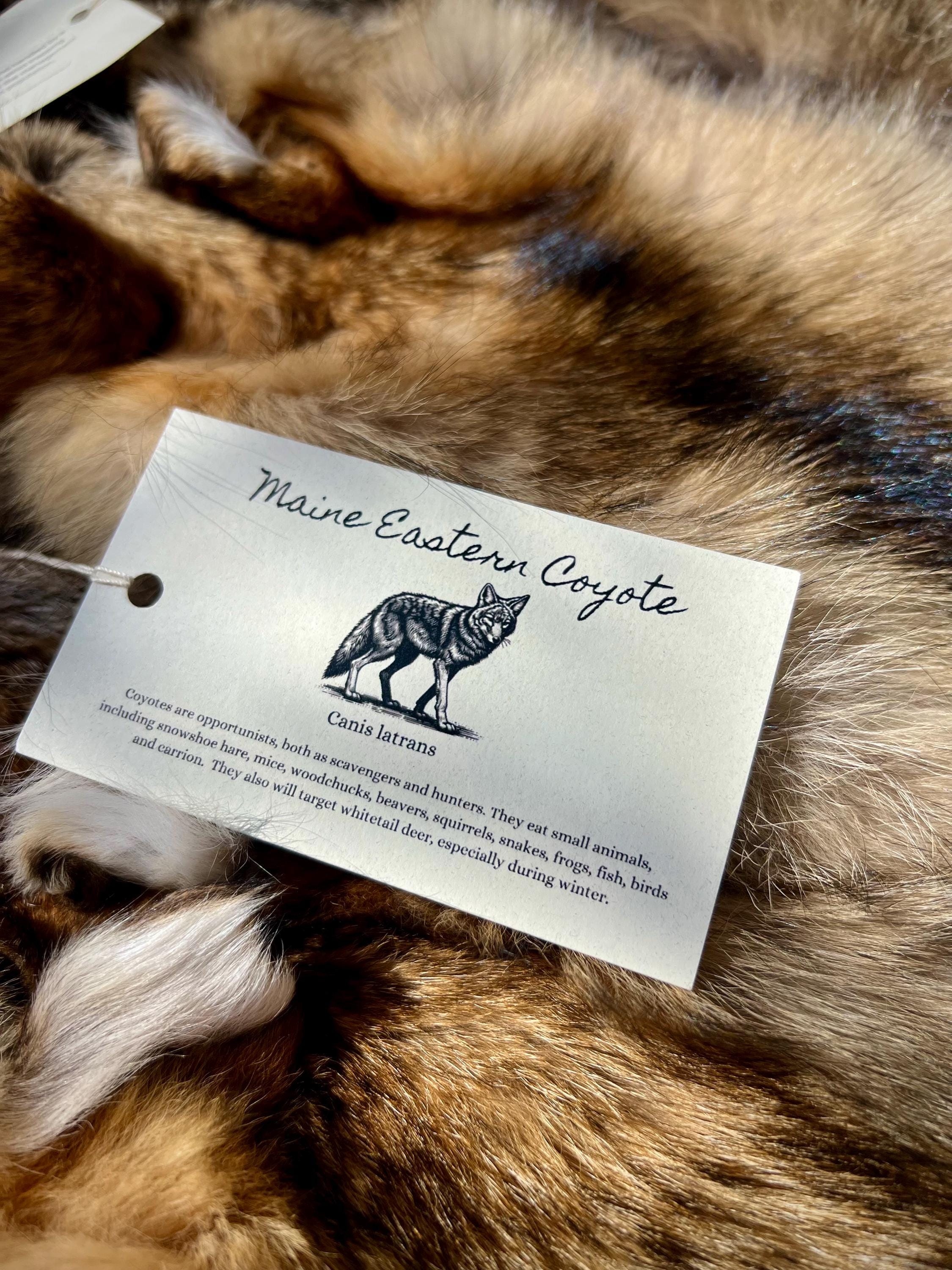 Eastern Coyote Pelt: Prime Wild Fur - Garment Grade, Professionally Soft Tanned
