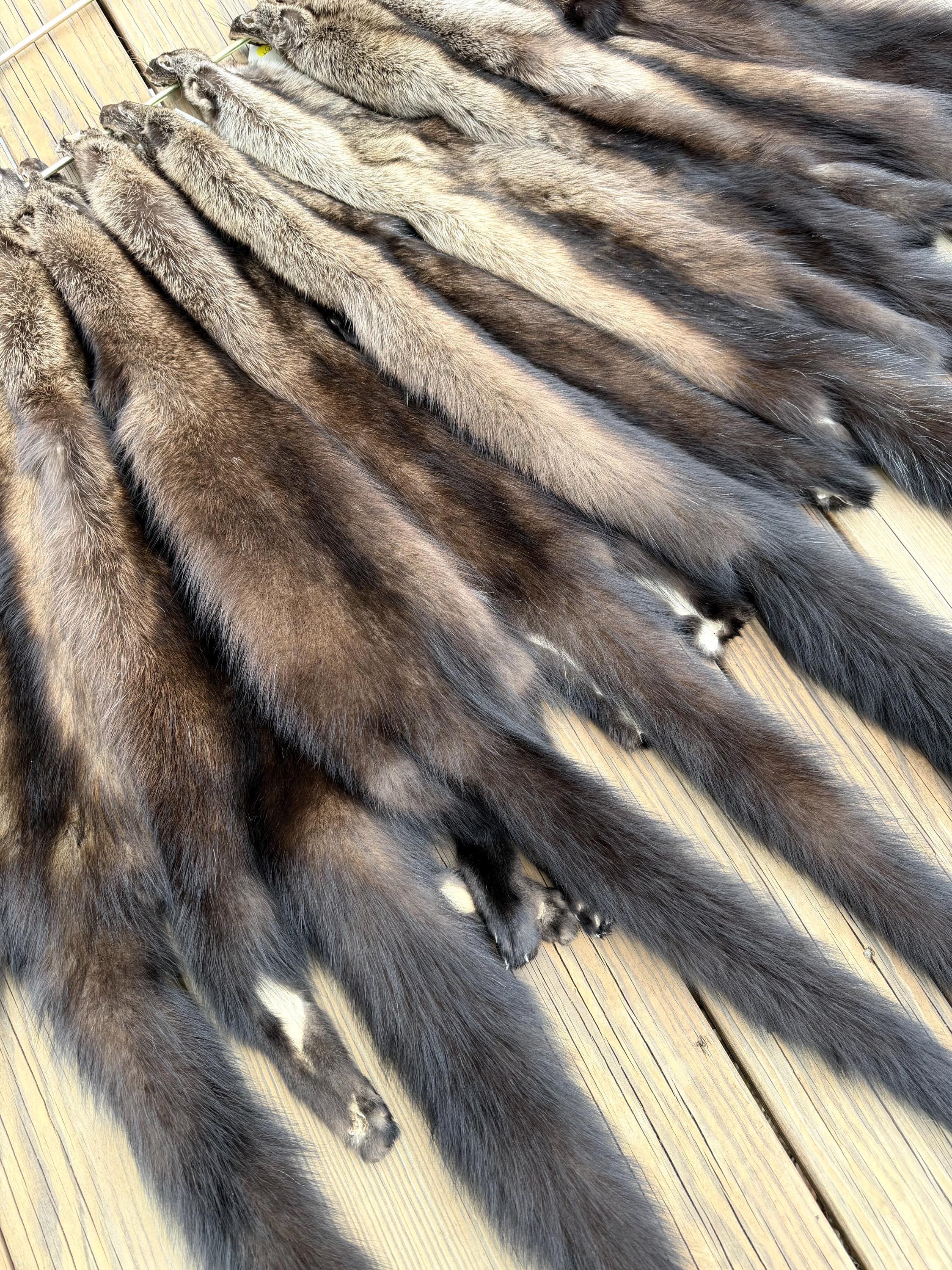 Maine Fisher Pelt (Male) - Prime, Professionally Soft Tanned/Garment Tanned