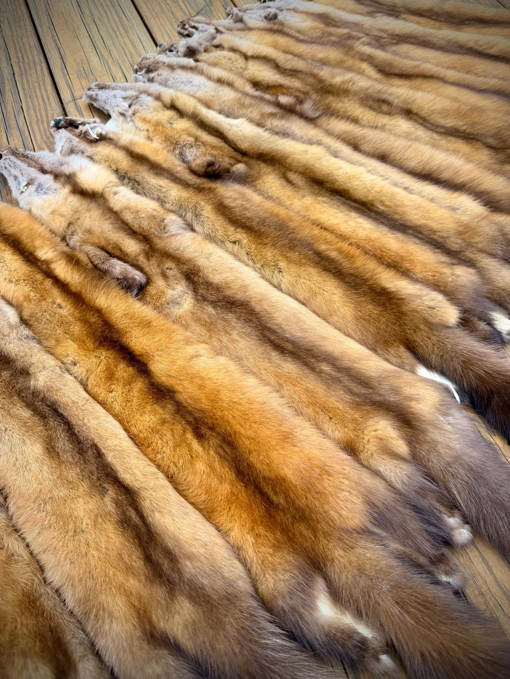 Maine Pine Marten/Sable (Light Color Phase) Pelts - Prime, Northern Maine, Professionally Garment Tanned