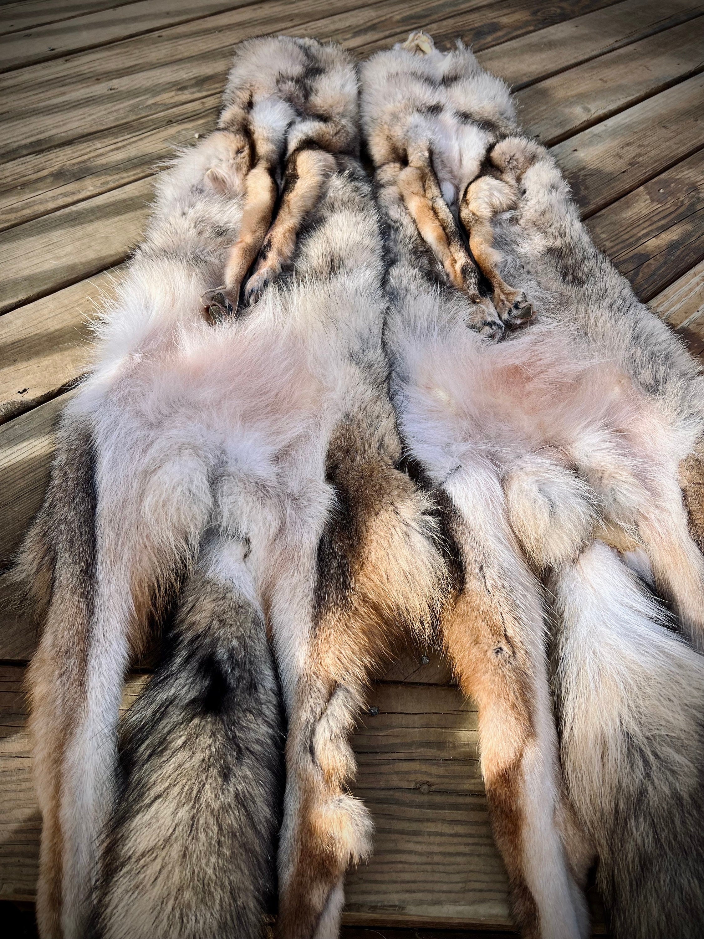 Eastern Coyote Pelt: Prime Wild Fur - Garment Grade, Professionally Soft Tanned