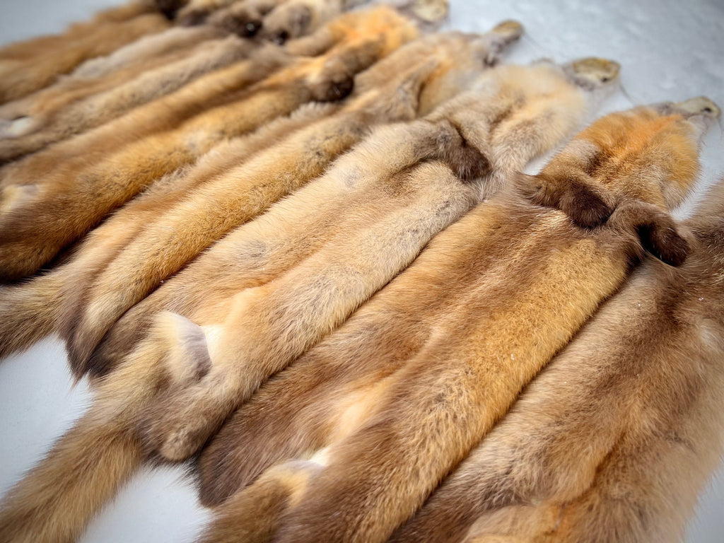 Maine Pine Marten/Sable (Light Color Phase) Pelts - Prime, Northern Maine, Professionally Garment Tanned