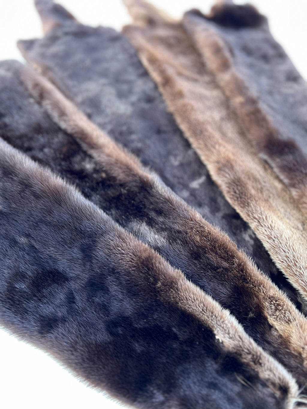 Maine Otter Pelt - Prime, Professionally Soft Tanned/Garment Tanned
