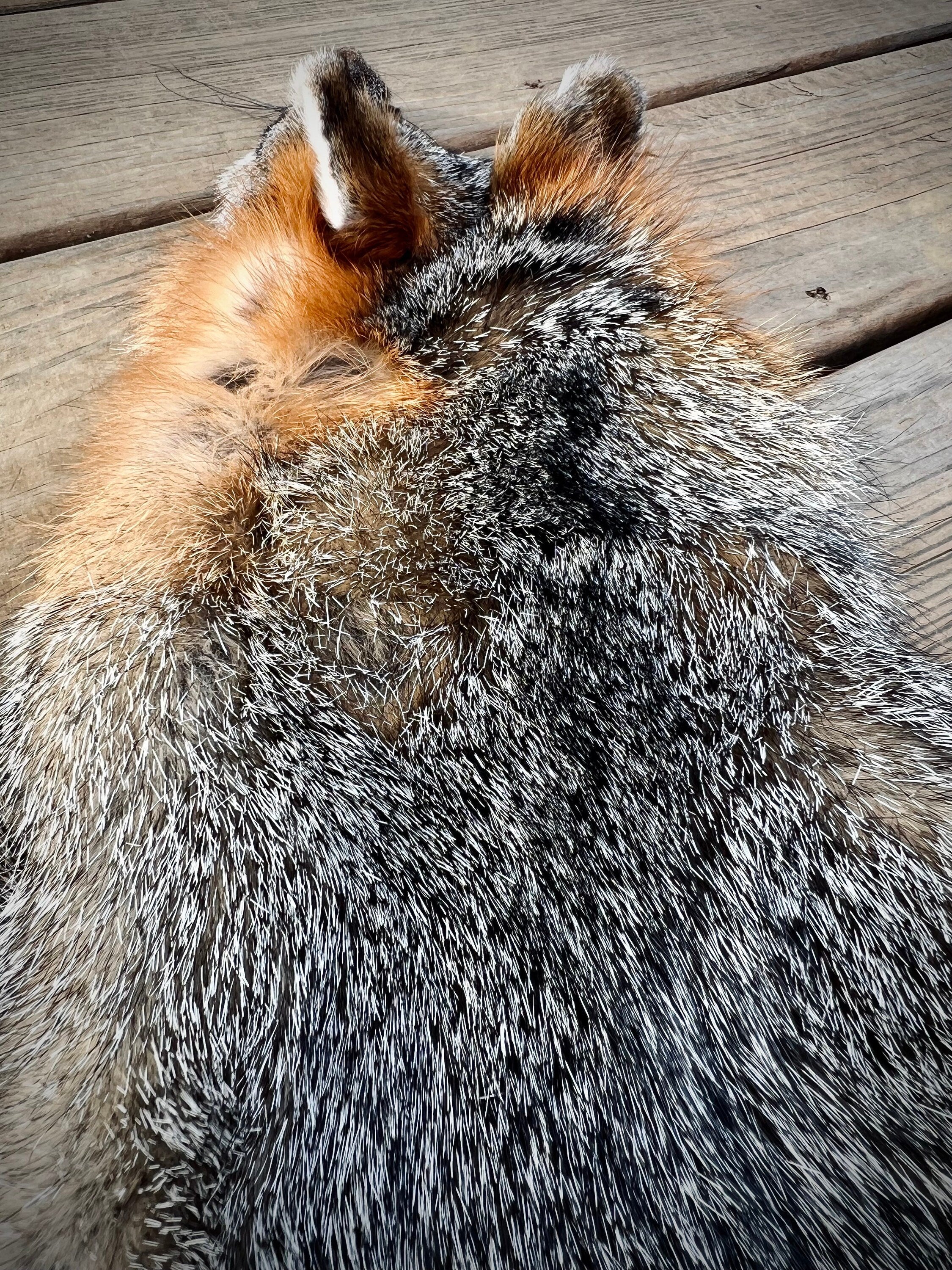 Maine Gray Fox Pelt, Prime, Northern, Professionally Soft Tanned
