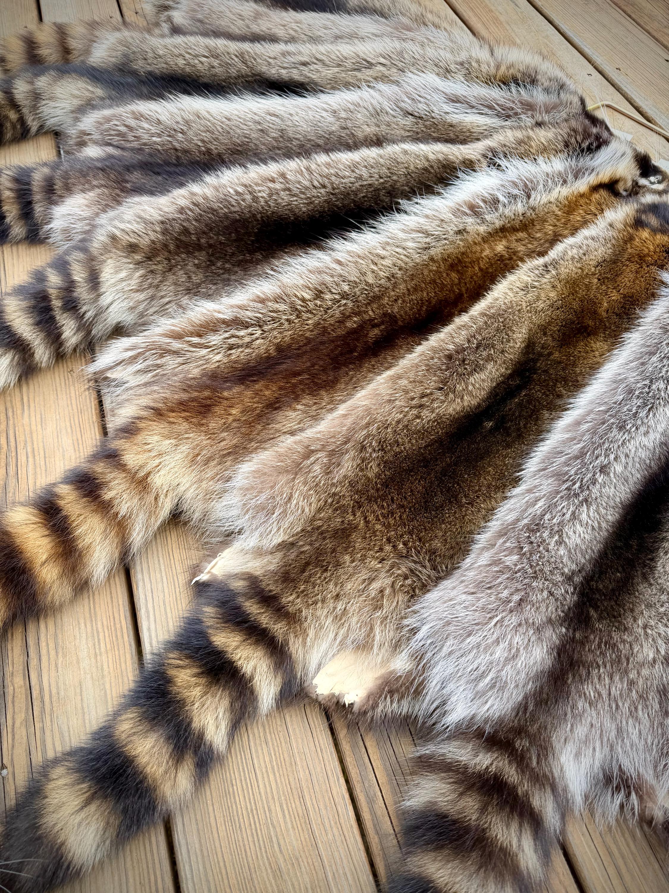 Maine Raccoon Pelt, Prime Northern Heavy Raccoon, Professionally Soft Tanned