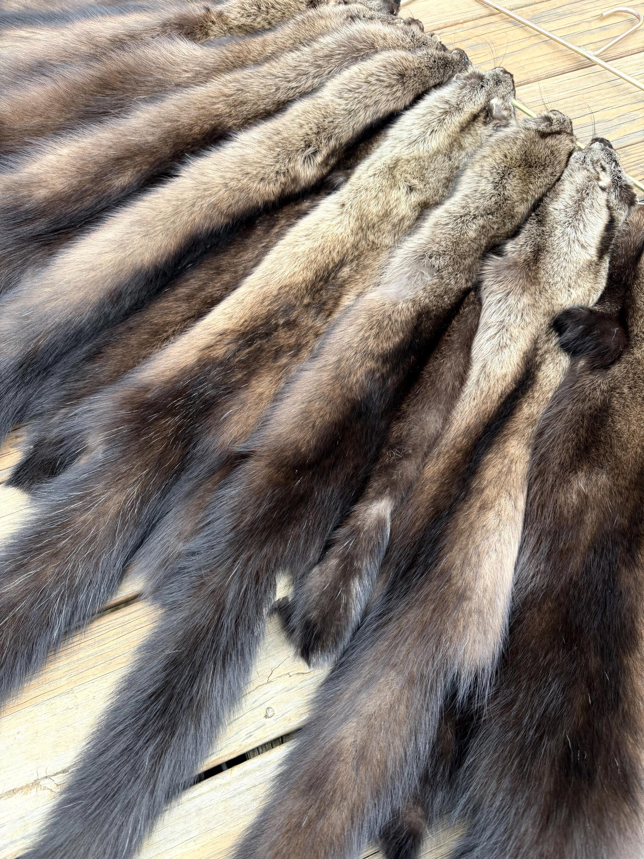 Maine Fisher Pelt (Male) - Prime, Professionally Soft Tanned/Garment Tanned